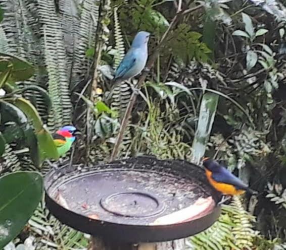 Chalés do Atlântico Sc