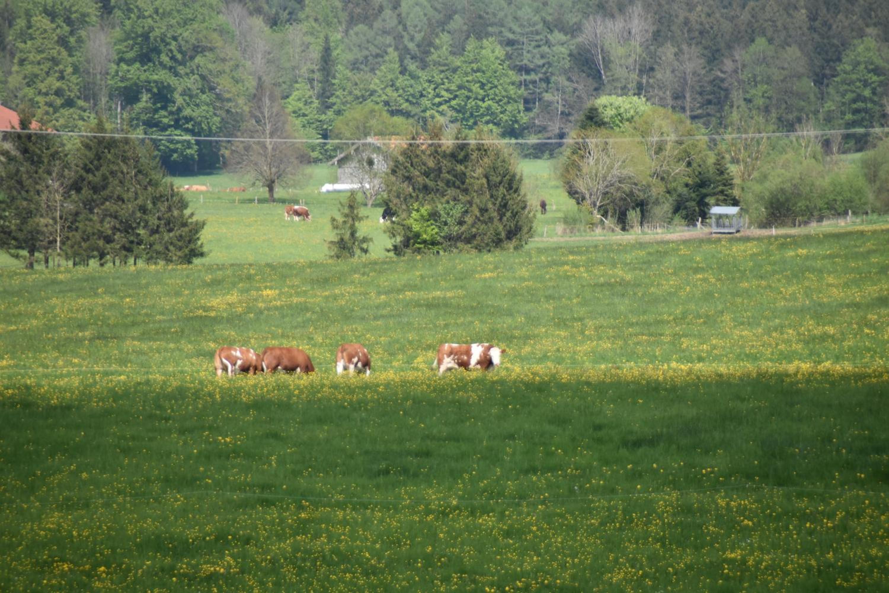 Ferienwohnung beim Hainz