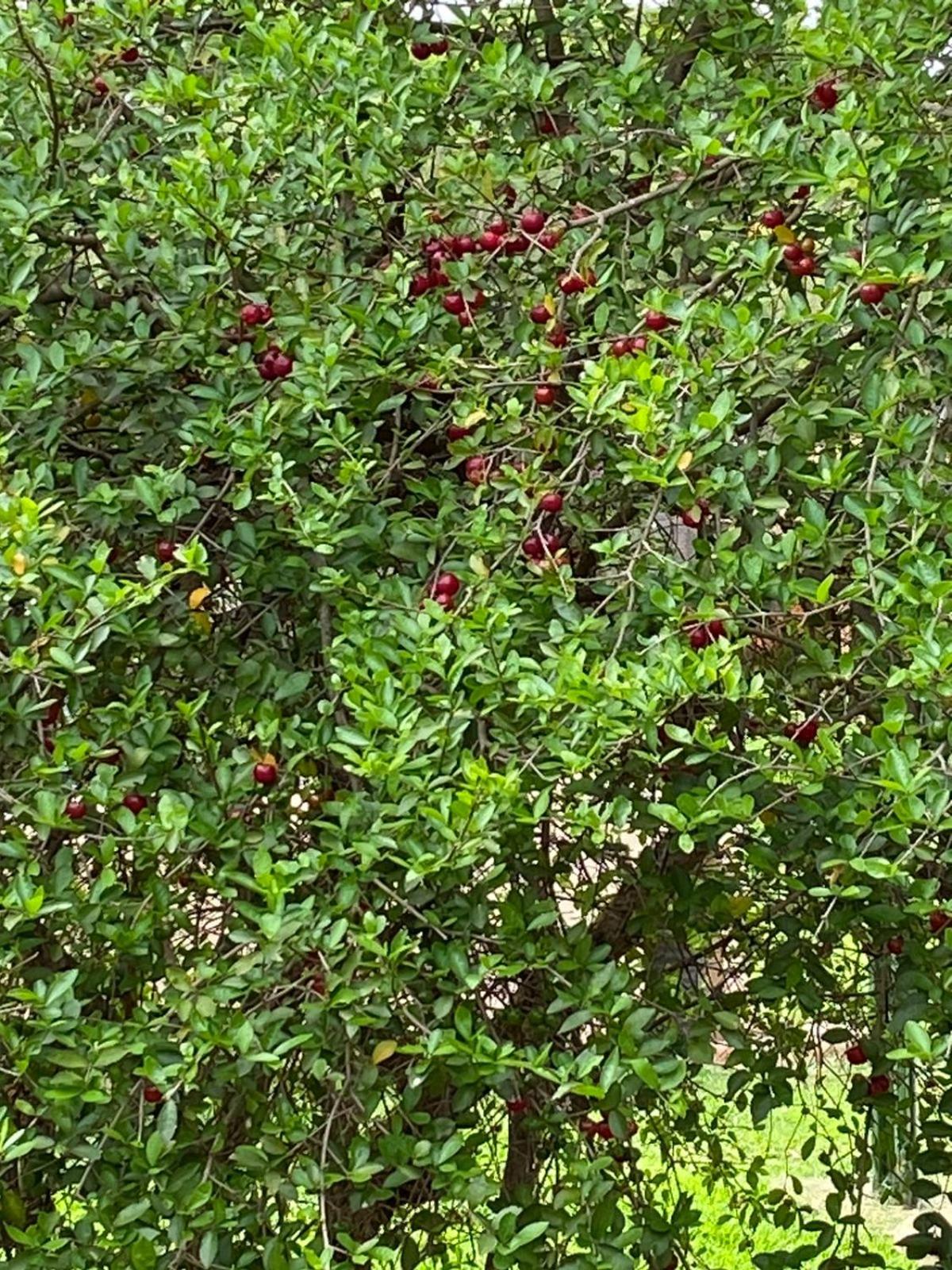 Chácara Marretto, ambiente acolhedor e familiar dentro da cidade de Tatuí.