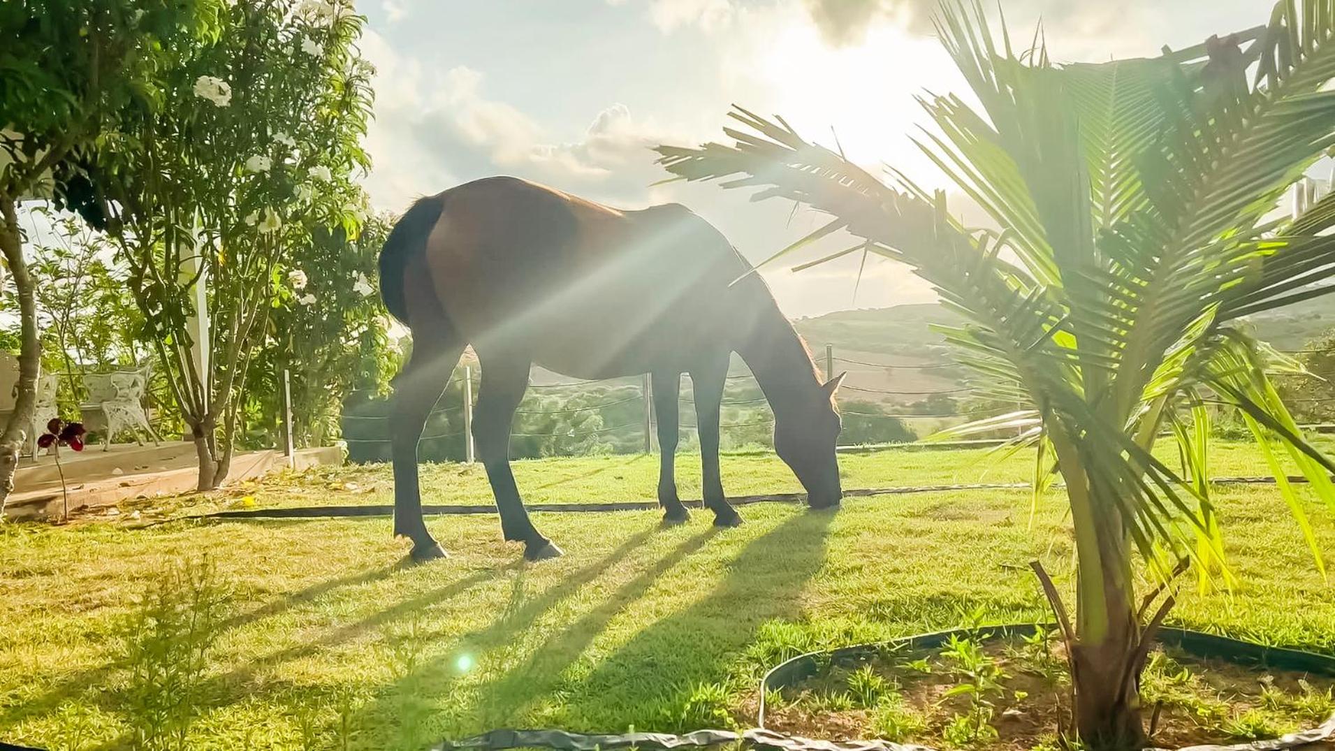 Fazenda Terra Bonita