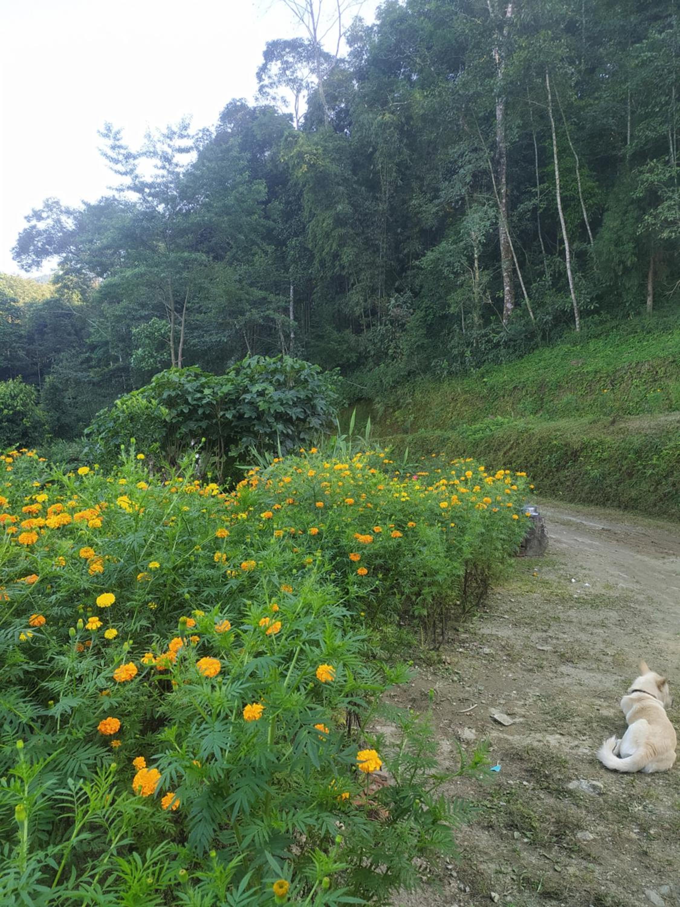 Baralung homestay