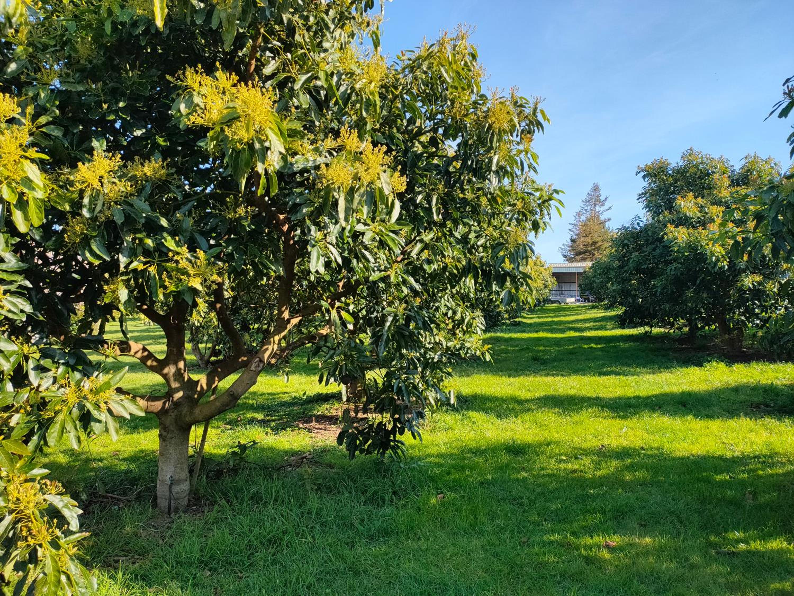 Avocate' Cottage view 2
