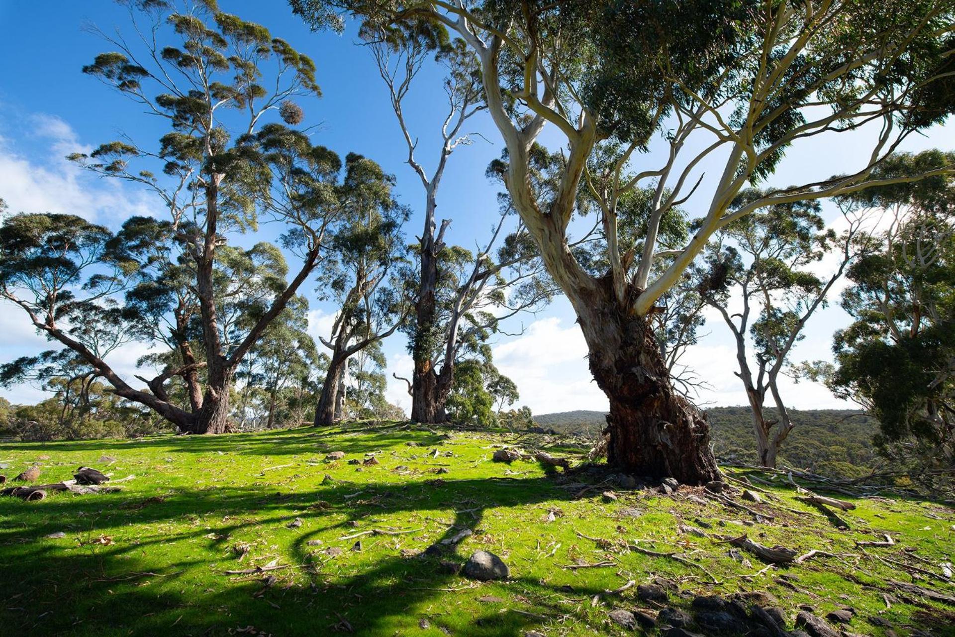 Loddon Paddock