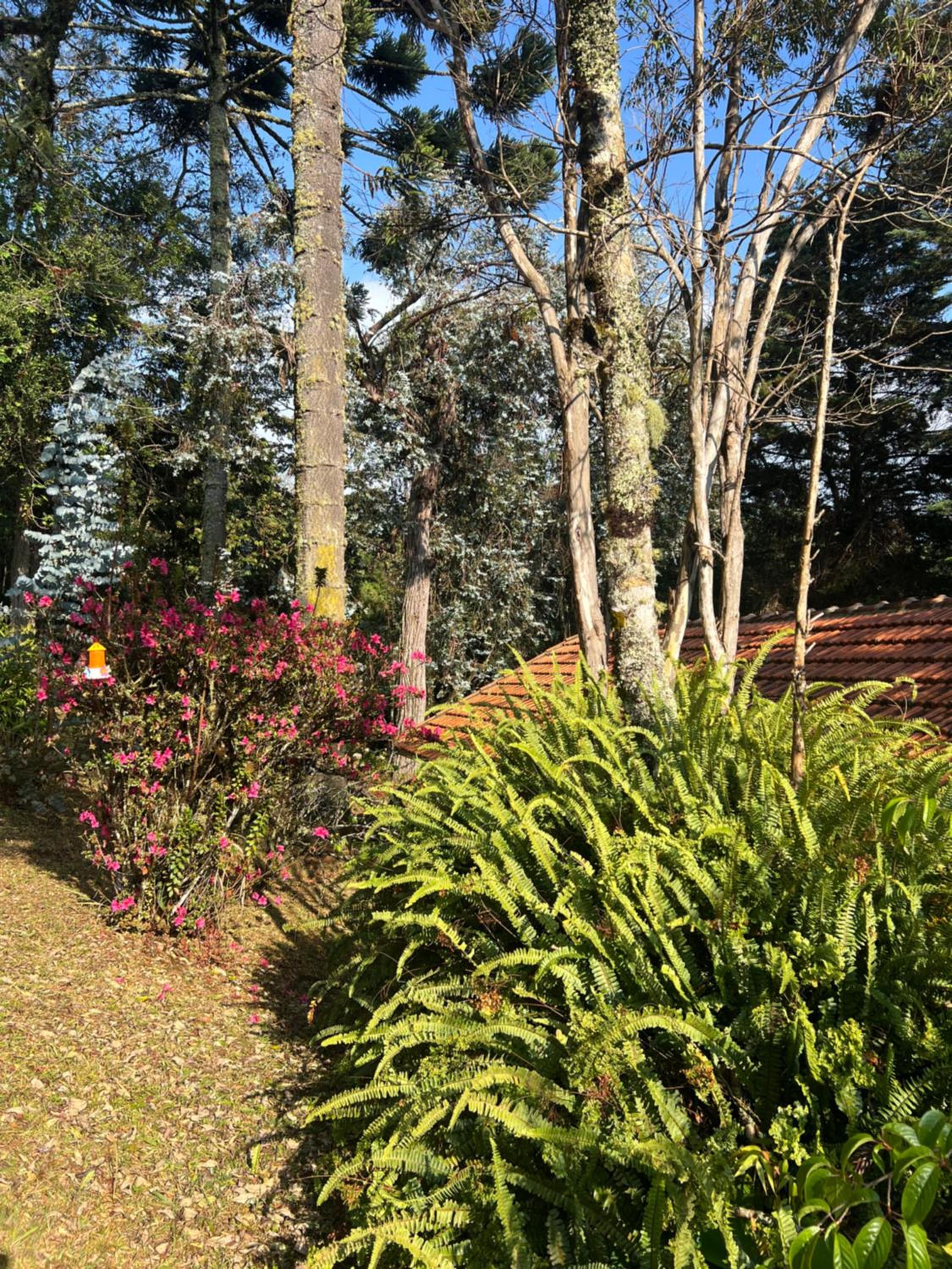 Zatara's Lodge - Monte Verde MG