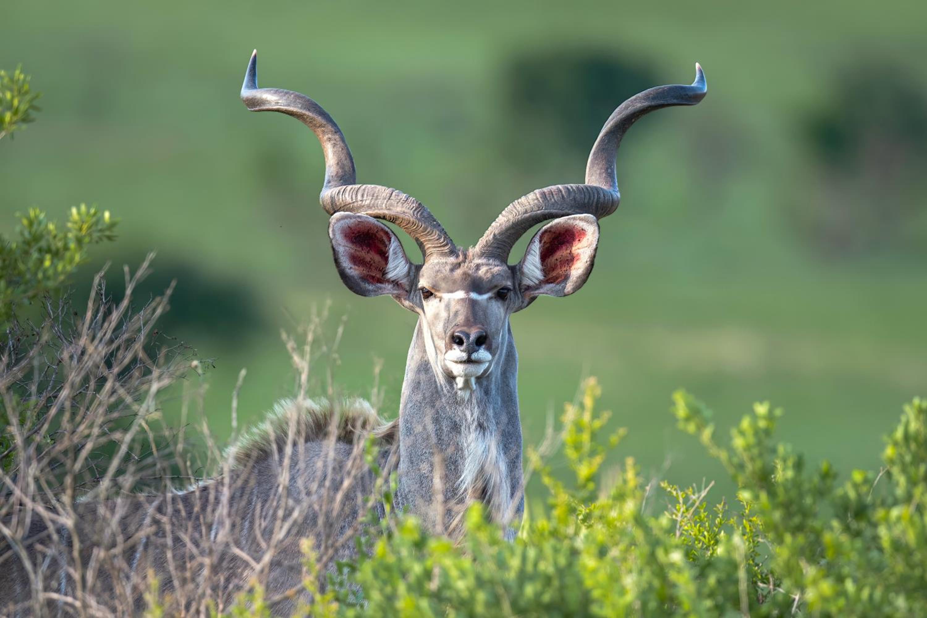Zulu Rock Lodge - Babanango Game Reserve