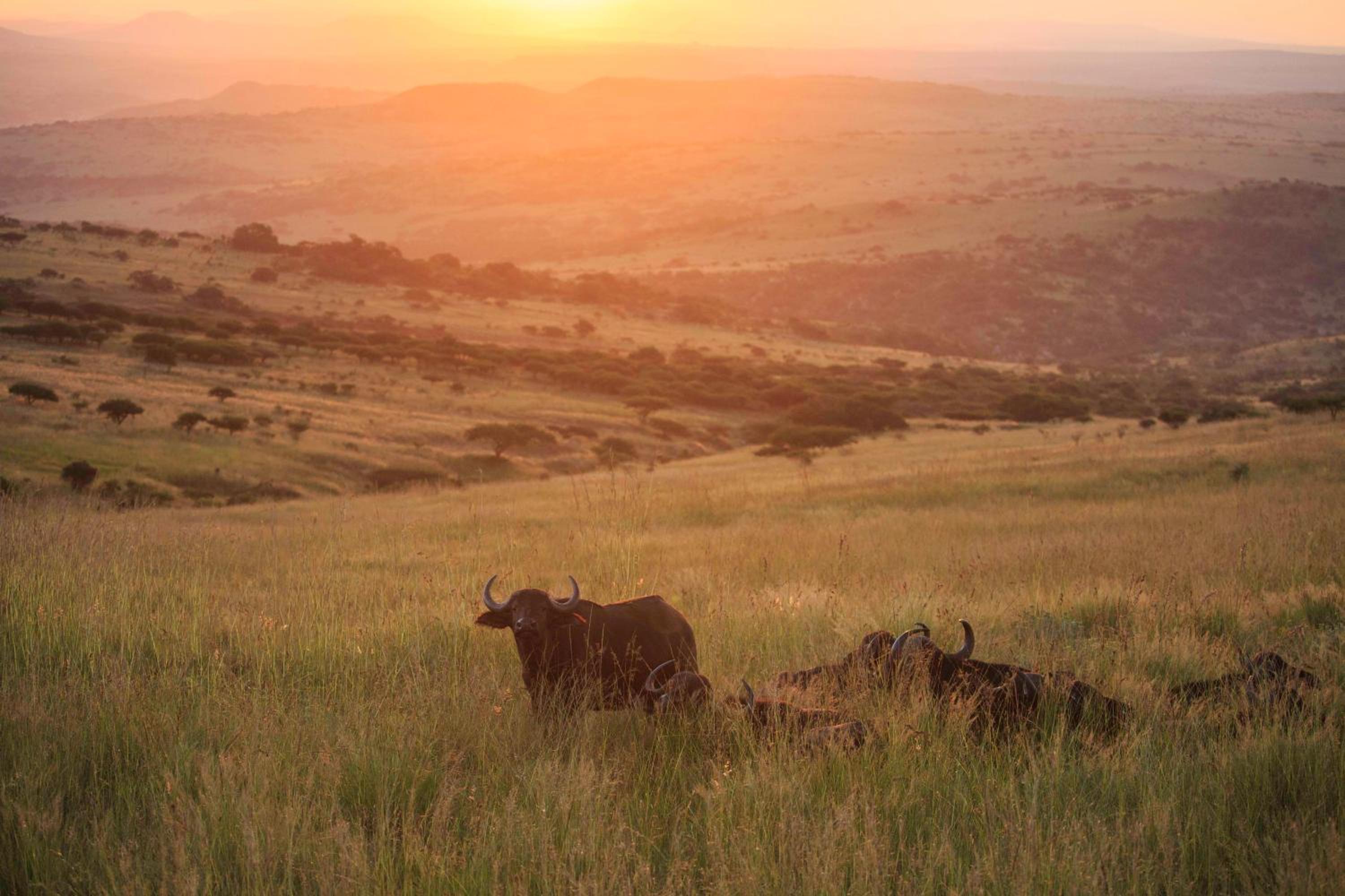 Zulu Rock Lodge - Babanango Game Reserve