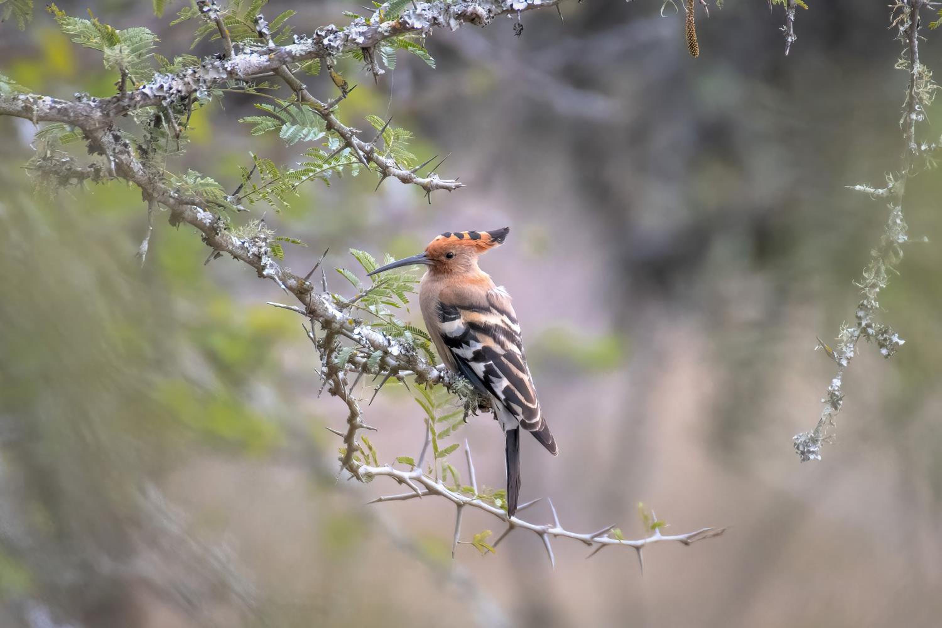 Zulu Rock Lodge - Babanango Game Reserve