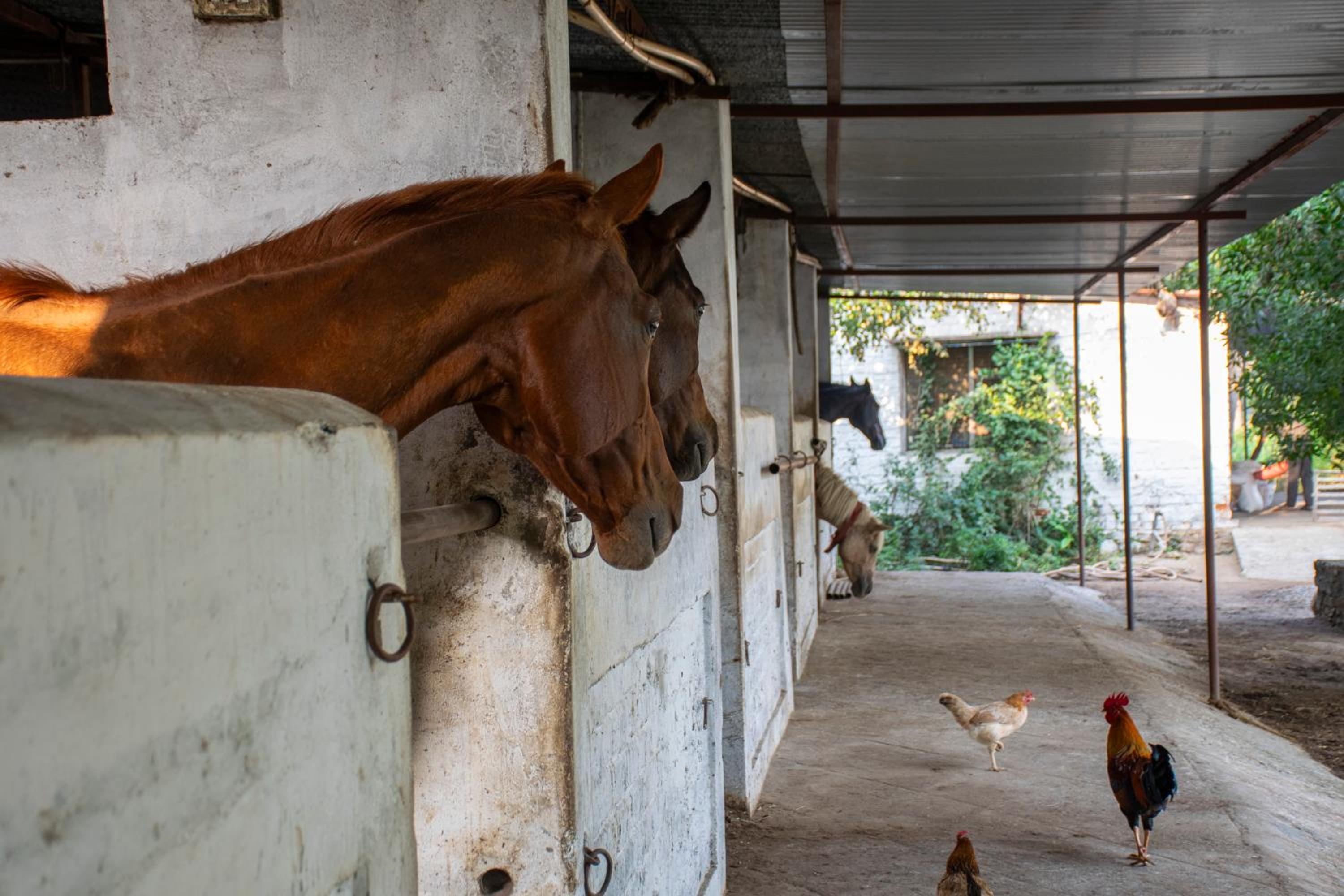 Udaipur Vacations - Titardi Garh- 18th Century Castle Homestay - Property Image 56