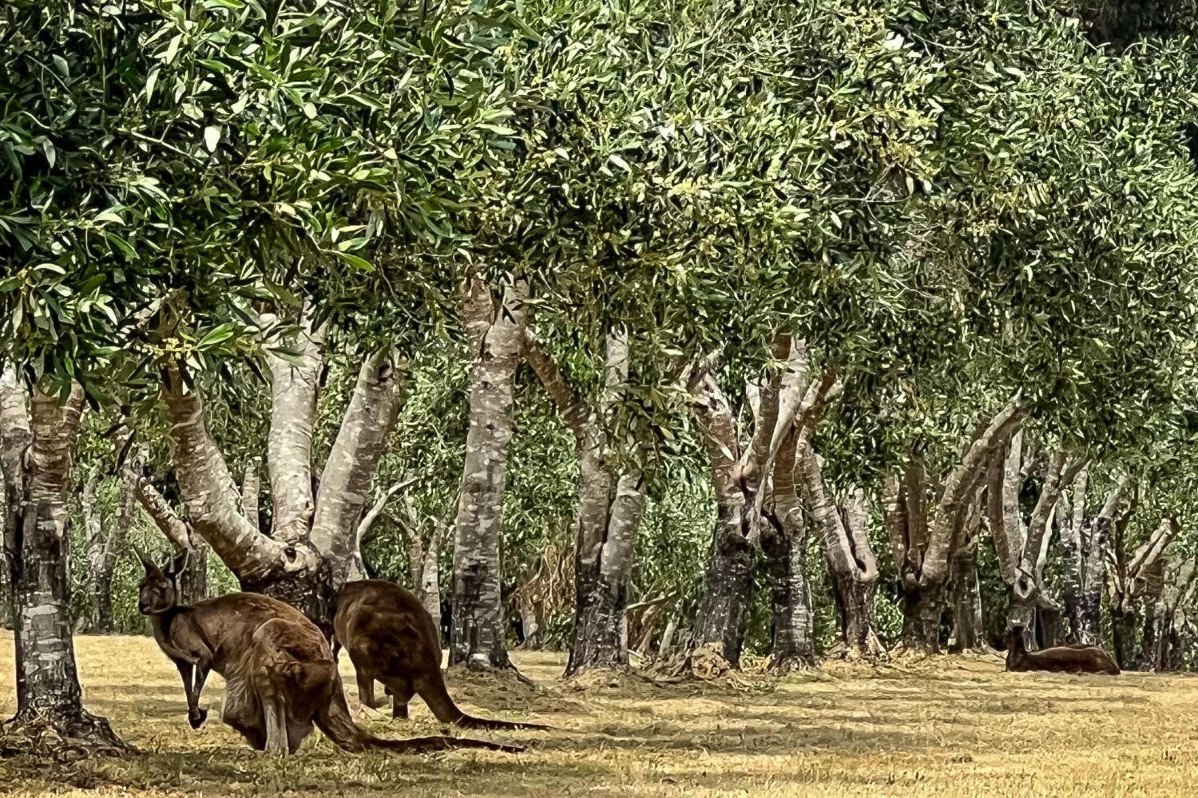 Ginahgulla Olive Estate I Private Properties