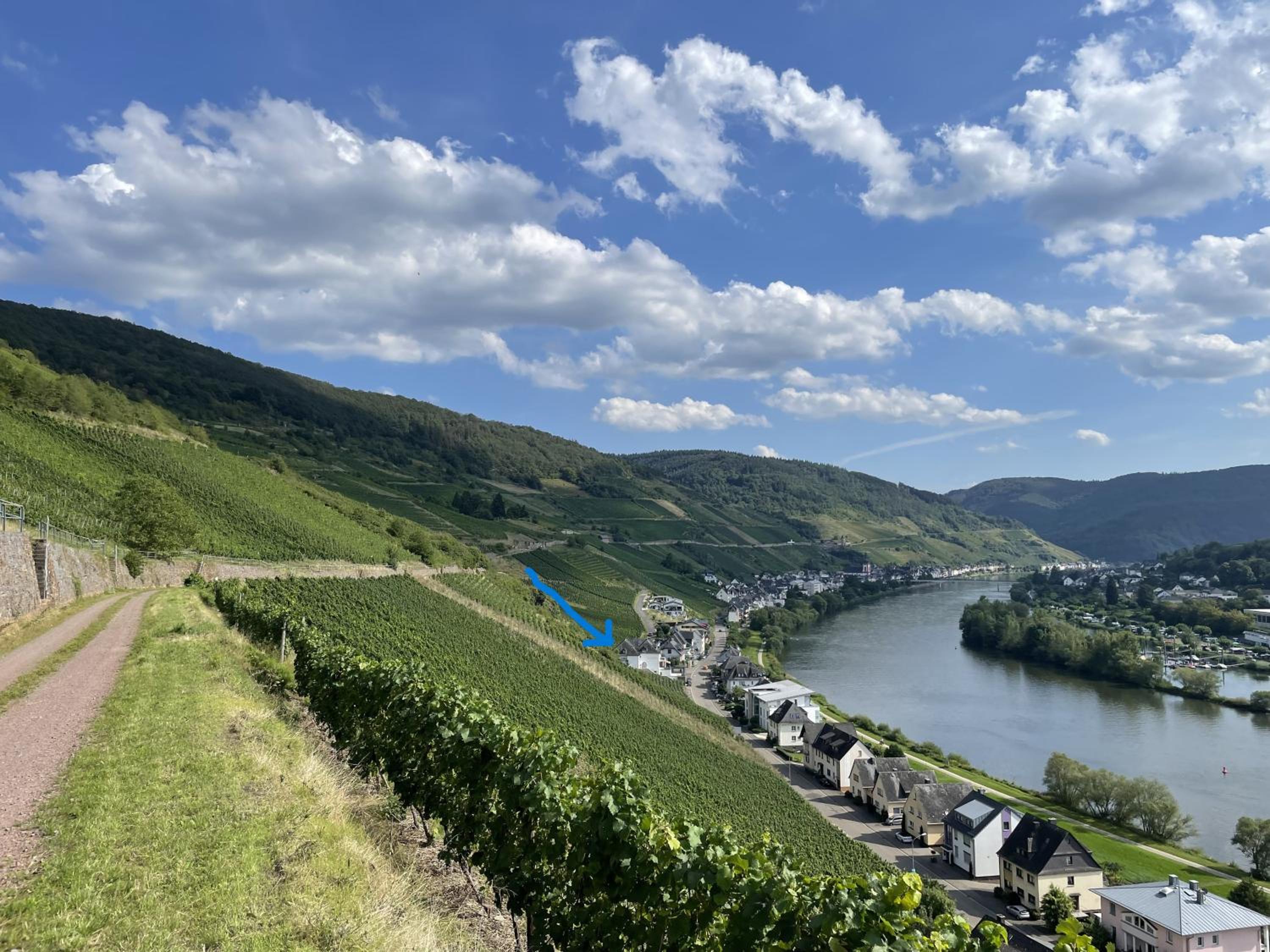 The Vineyard View