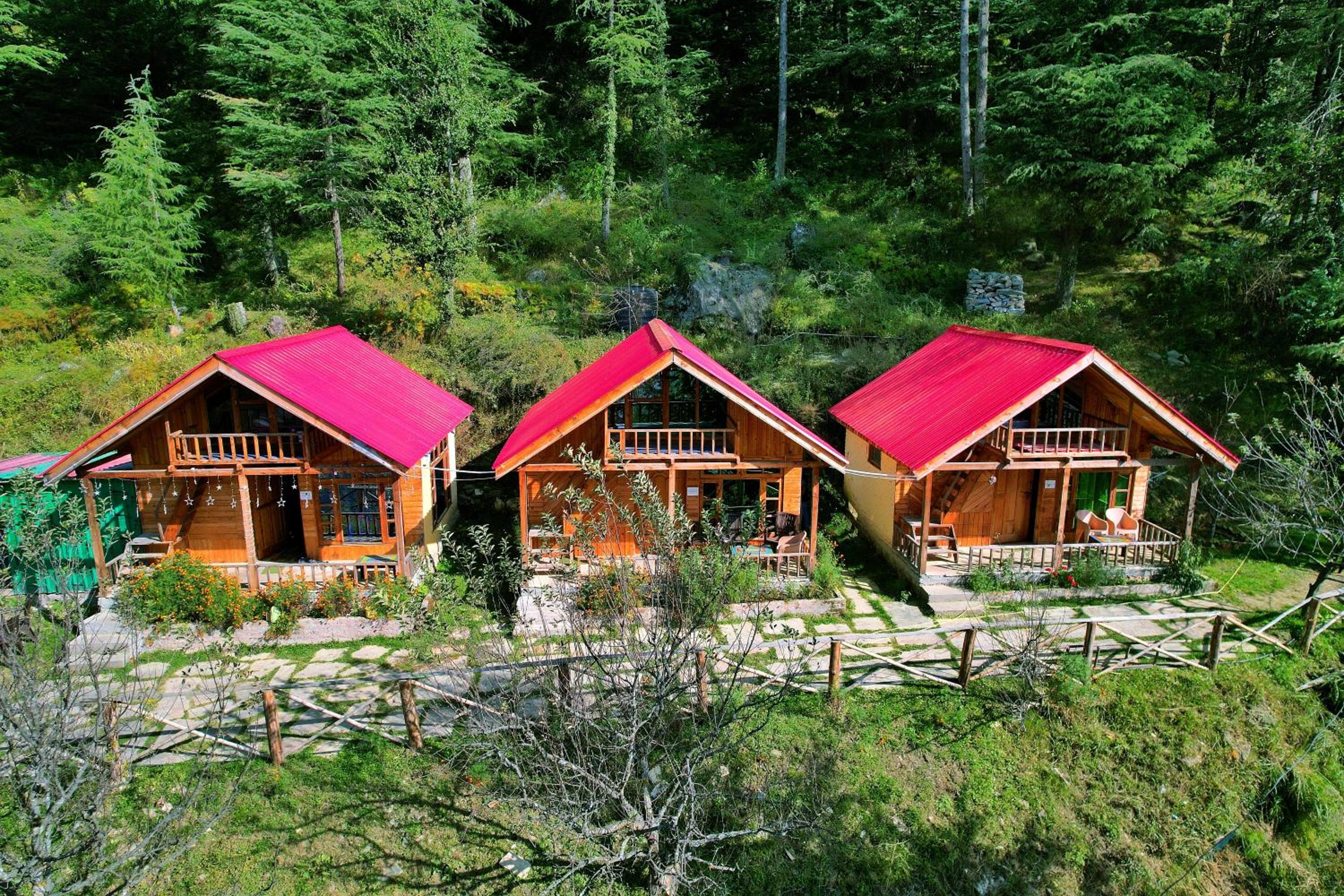 Himalayan Cedar Nest