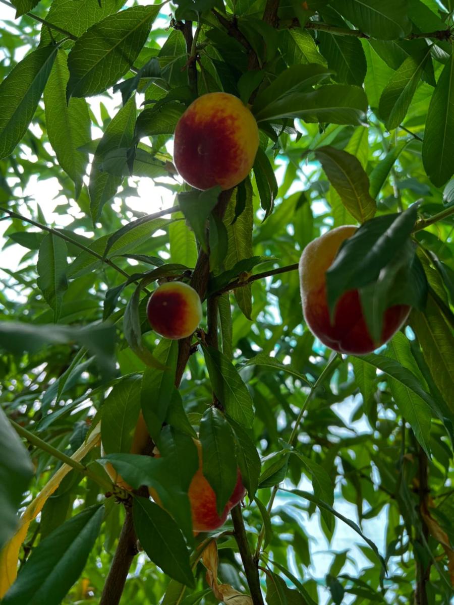 zainahfarm