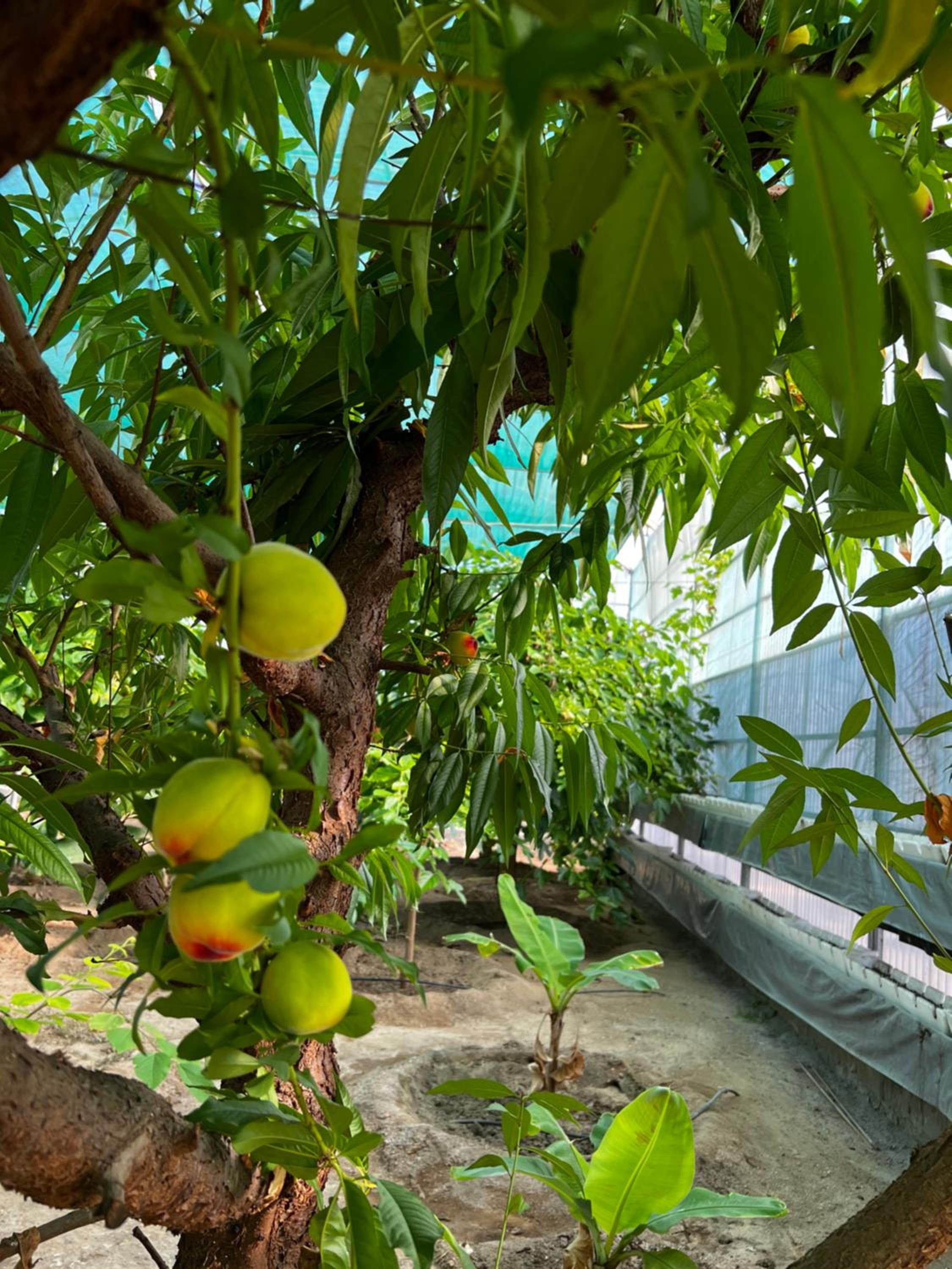 zainahfarm