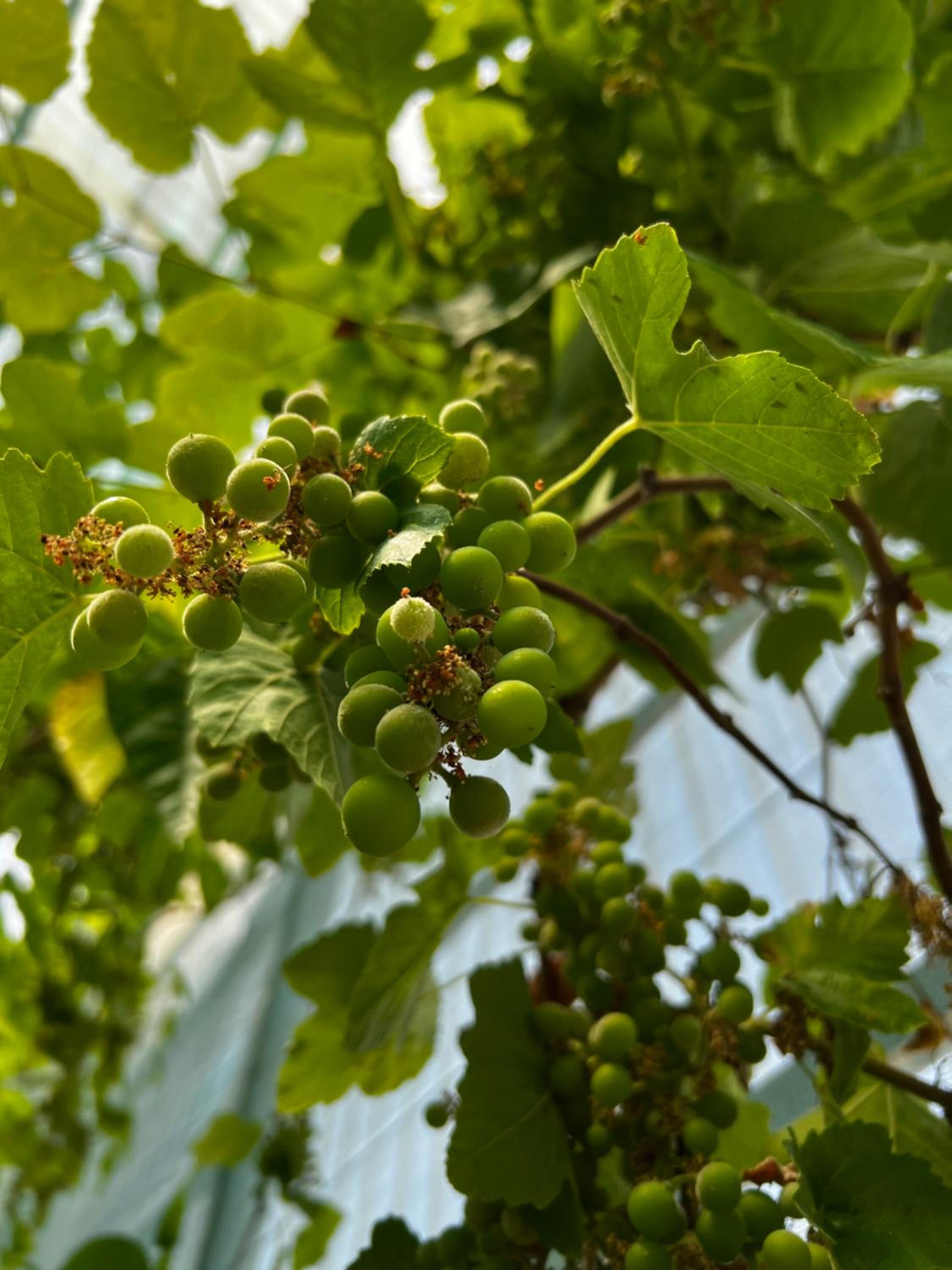zainahfarm