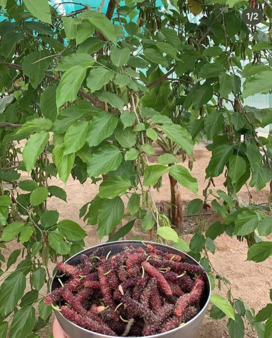 zainahfarm