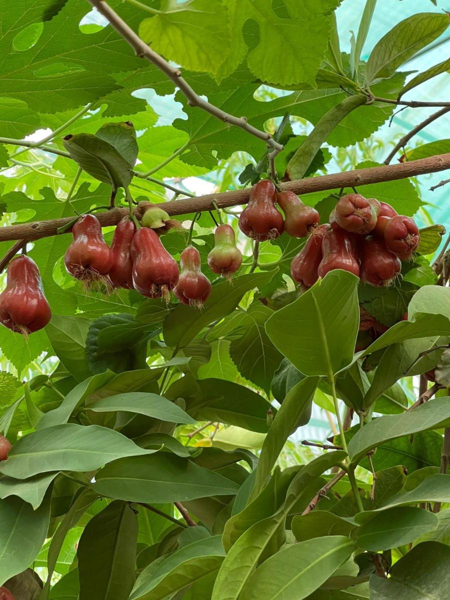 zainahfarm