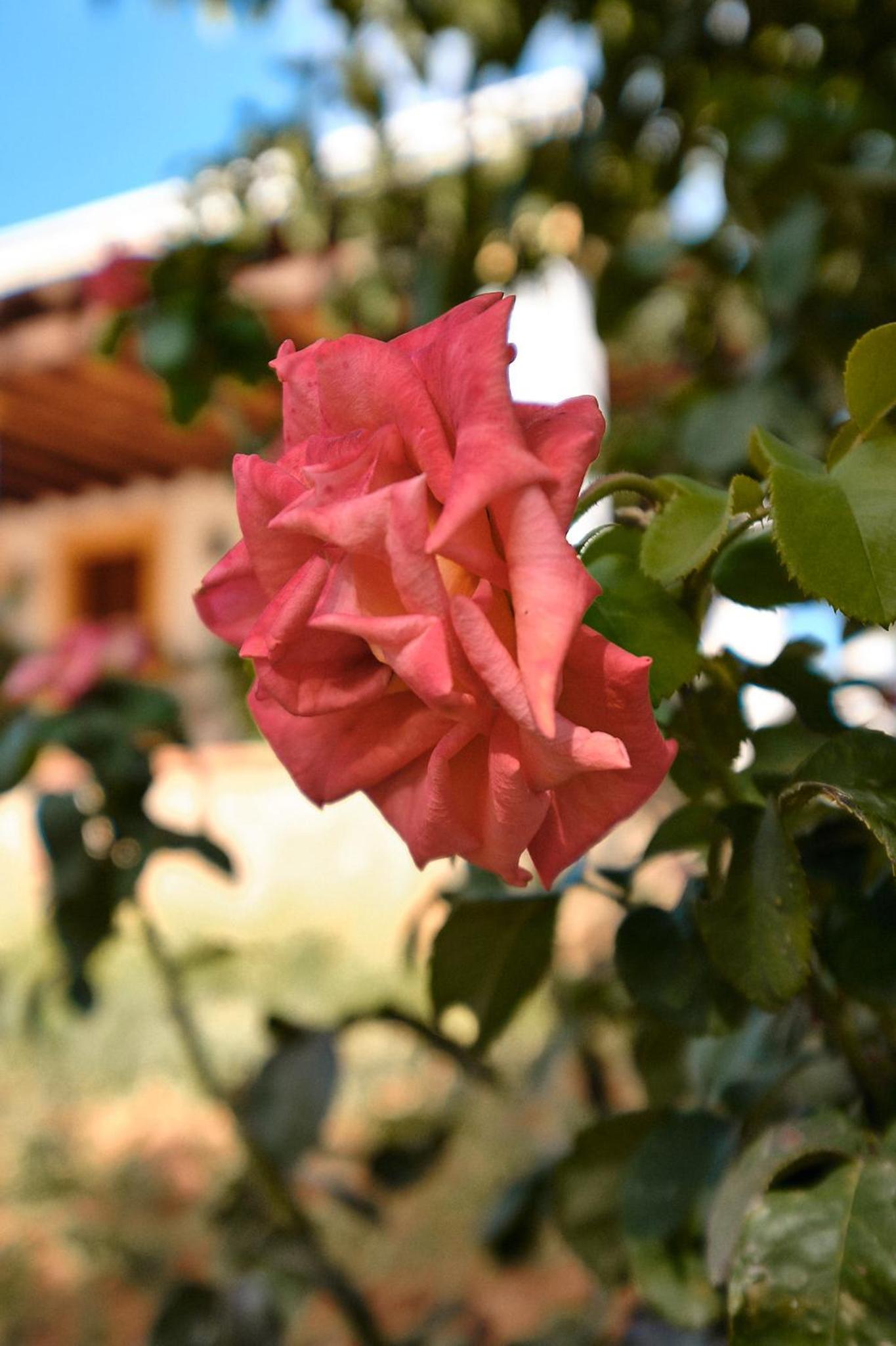 Villa Can Roser - Santa Gertrudis