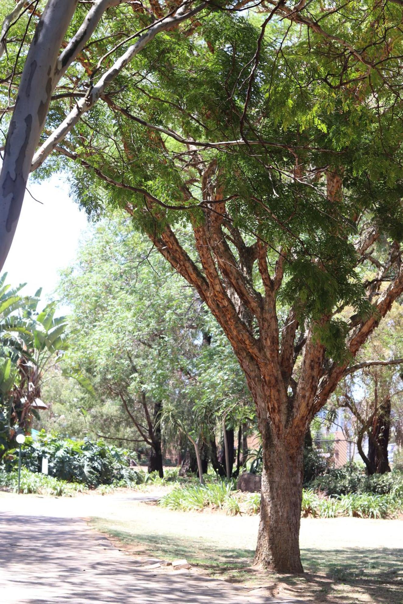 Khaya Africa Guesthouse