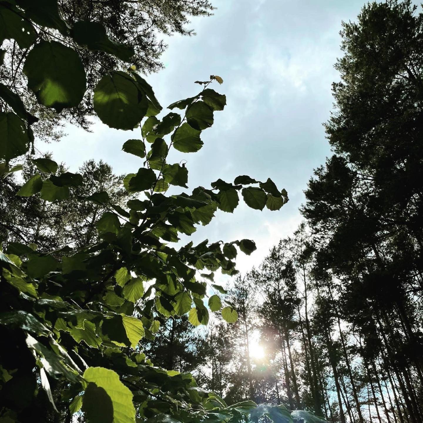 Ferienwohnungen im Haus Waldstück