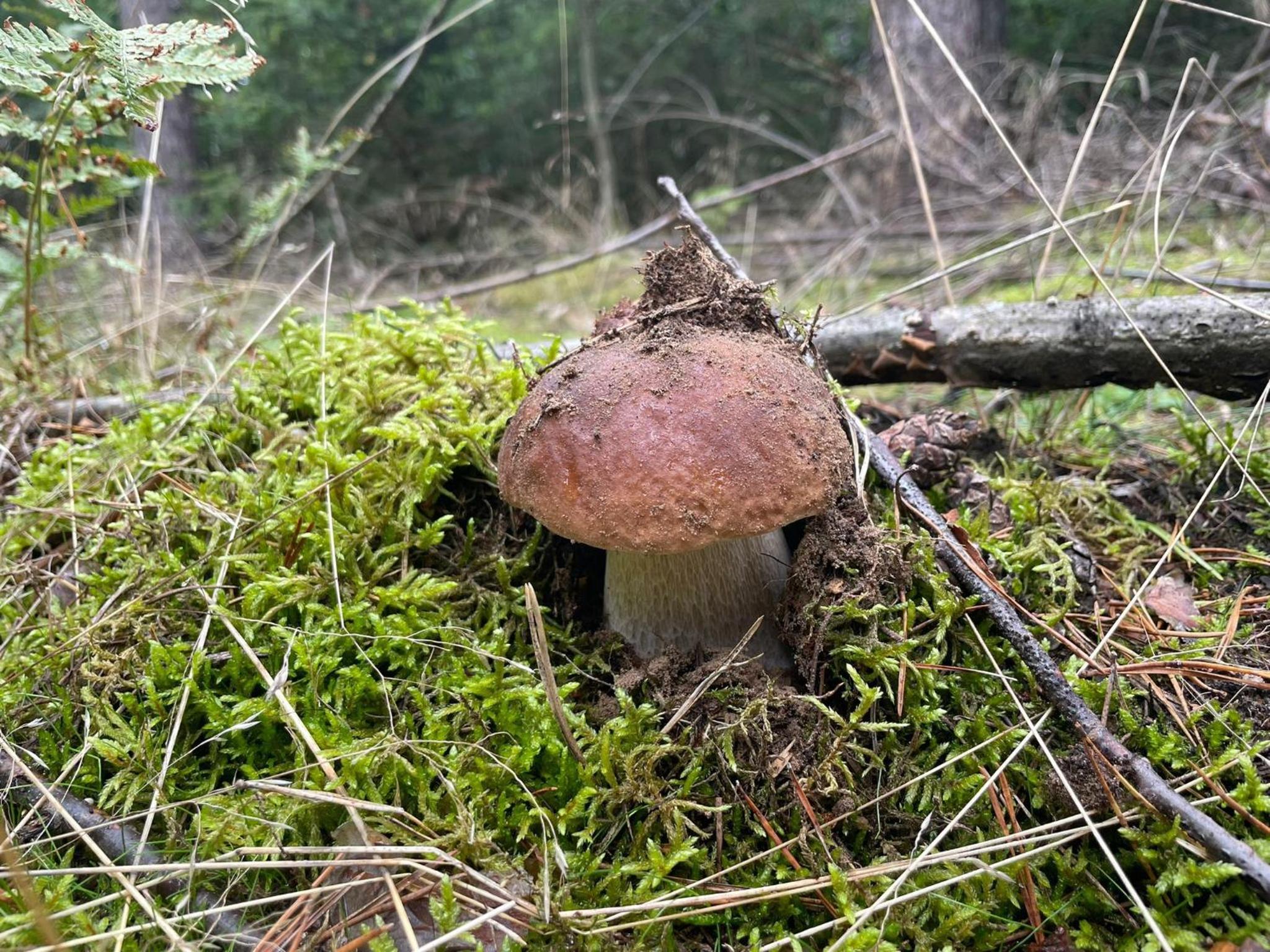 Ferienwohnungen im Haus Waldstück