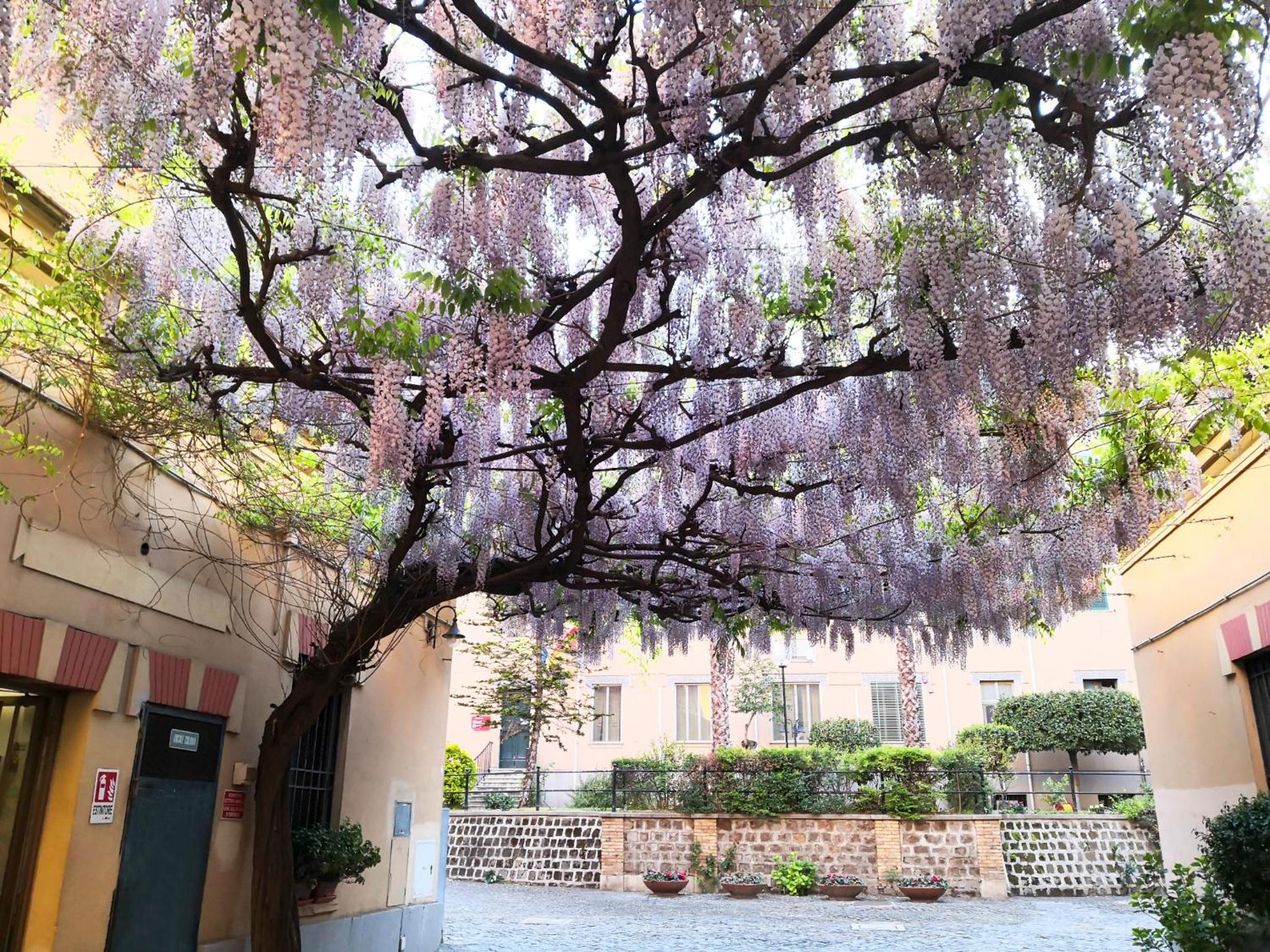 Cortile al Vaticano by Bed&Bros