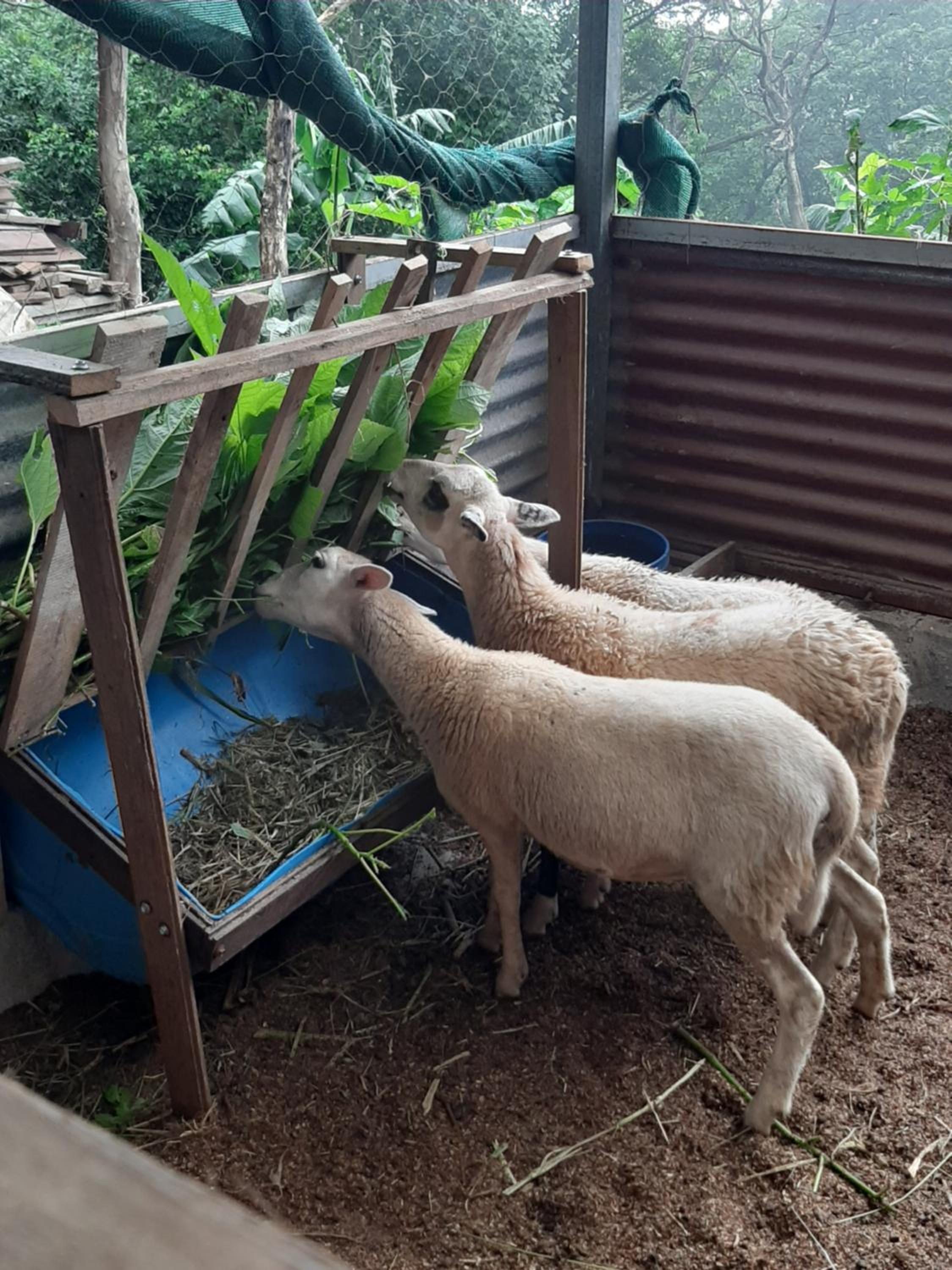 Granja los Campesinos