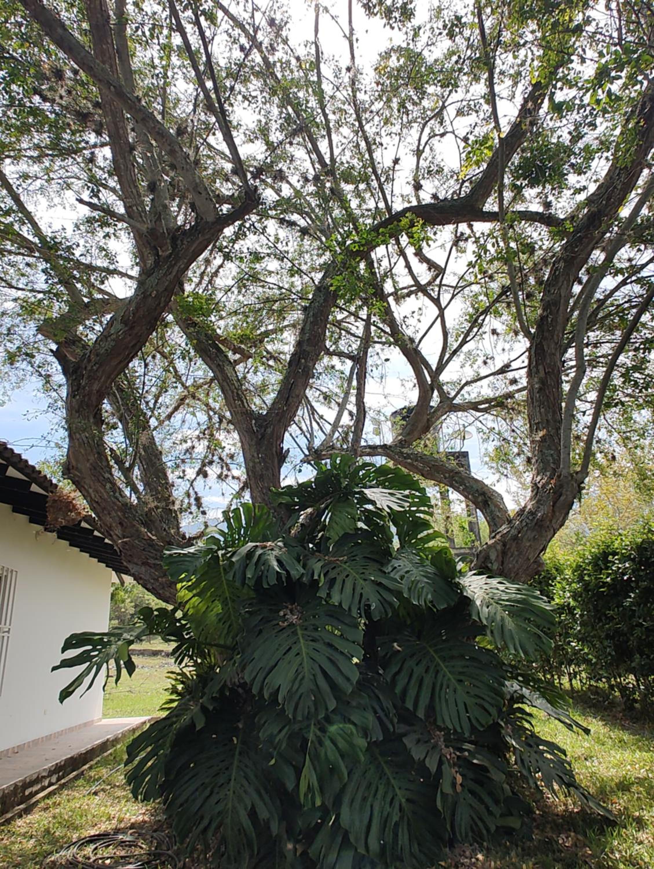 Finca Bellavista