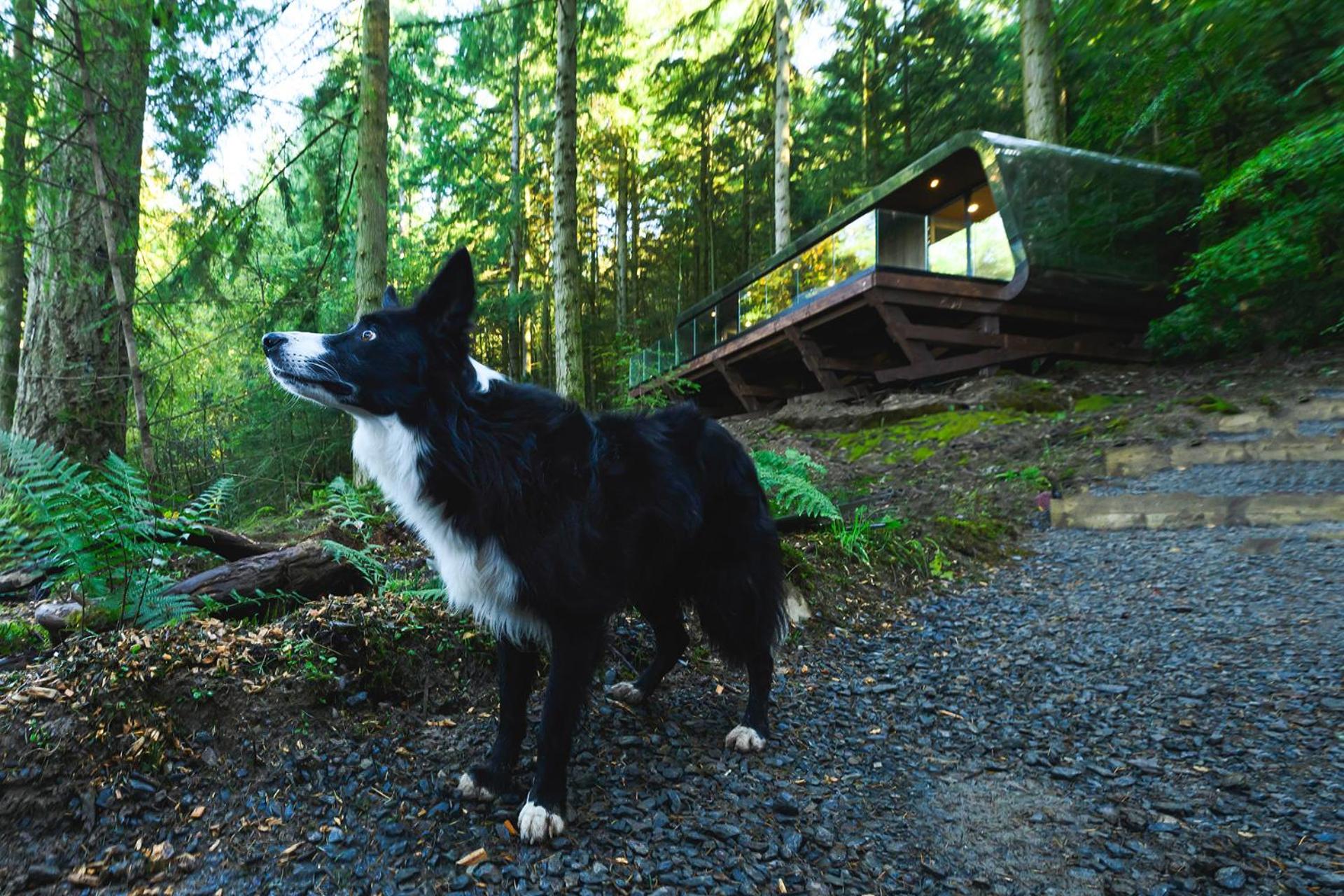 Forest Lodges