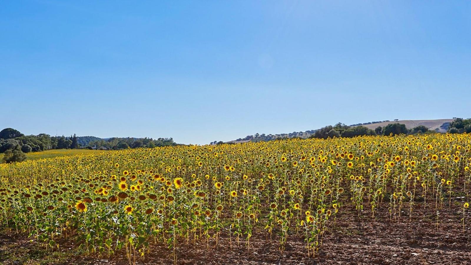 Casa Rural Aguasal El Bosque by Ruralidays photo 5