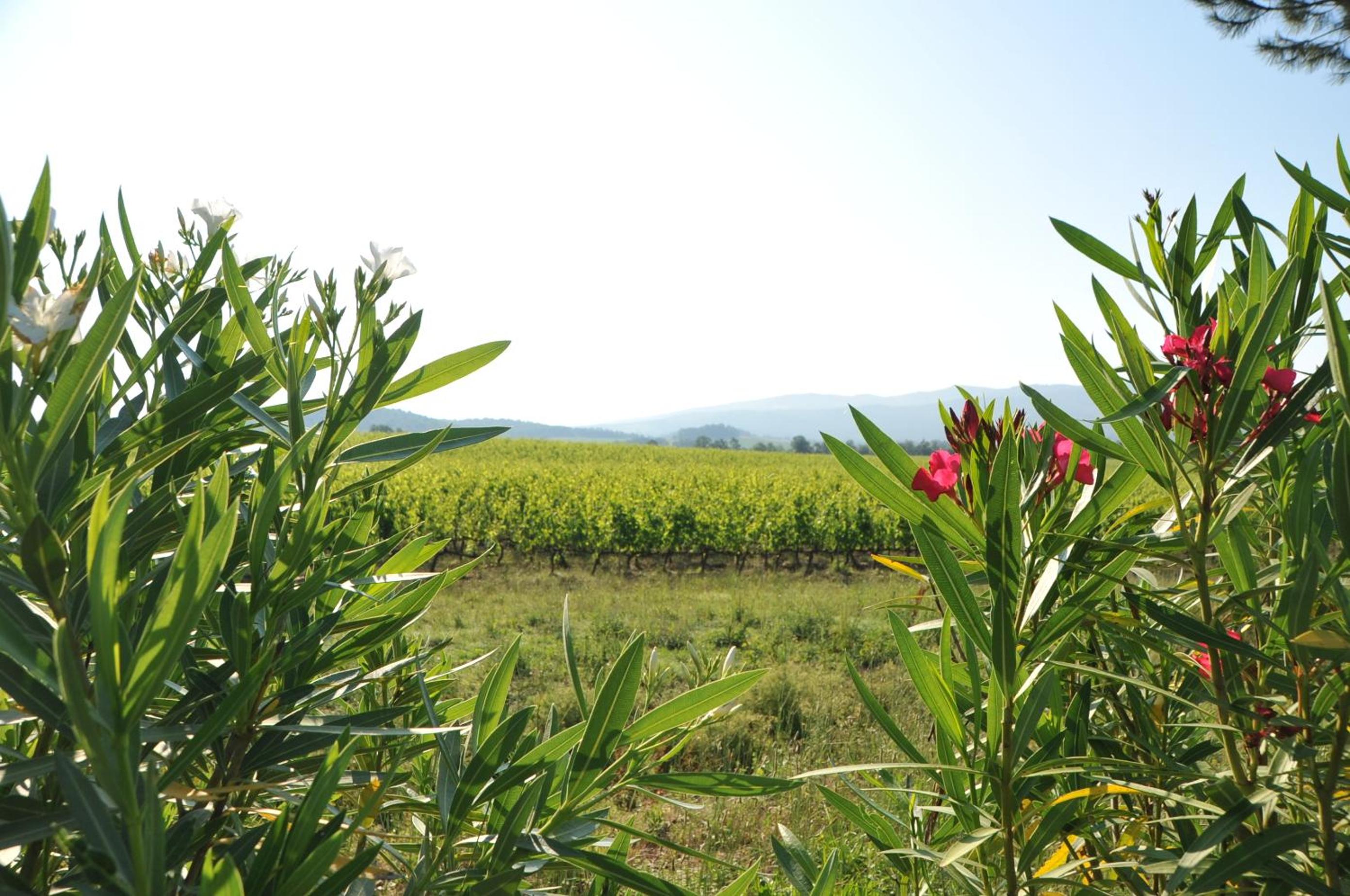 Tenuta Casabianca