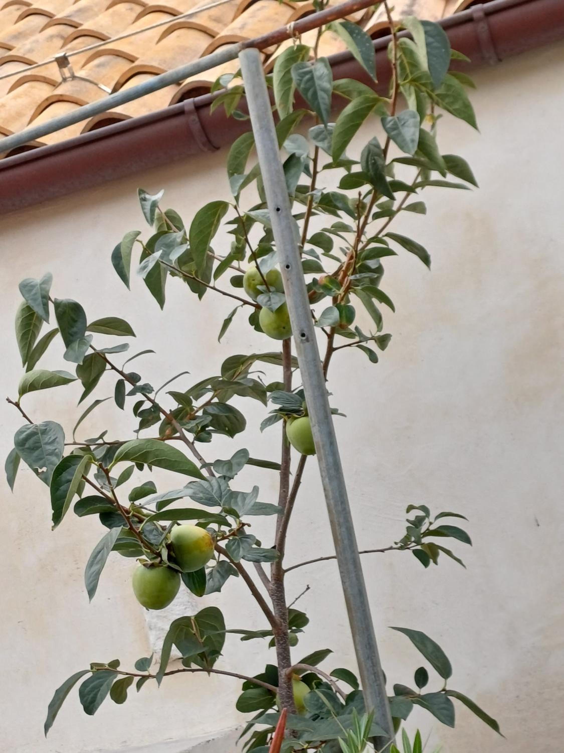Photo 44