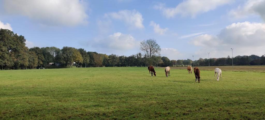 De Compaenenhorst