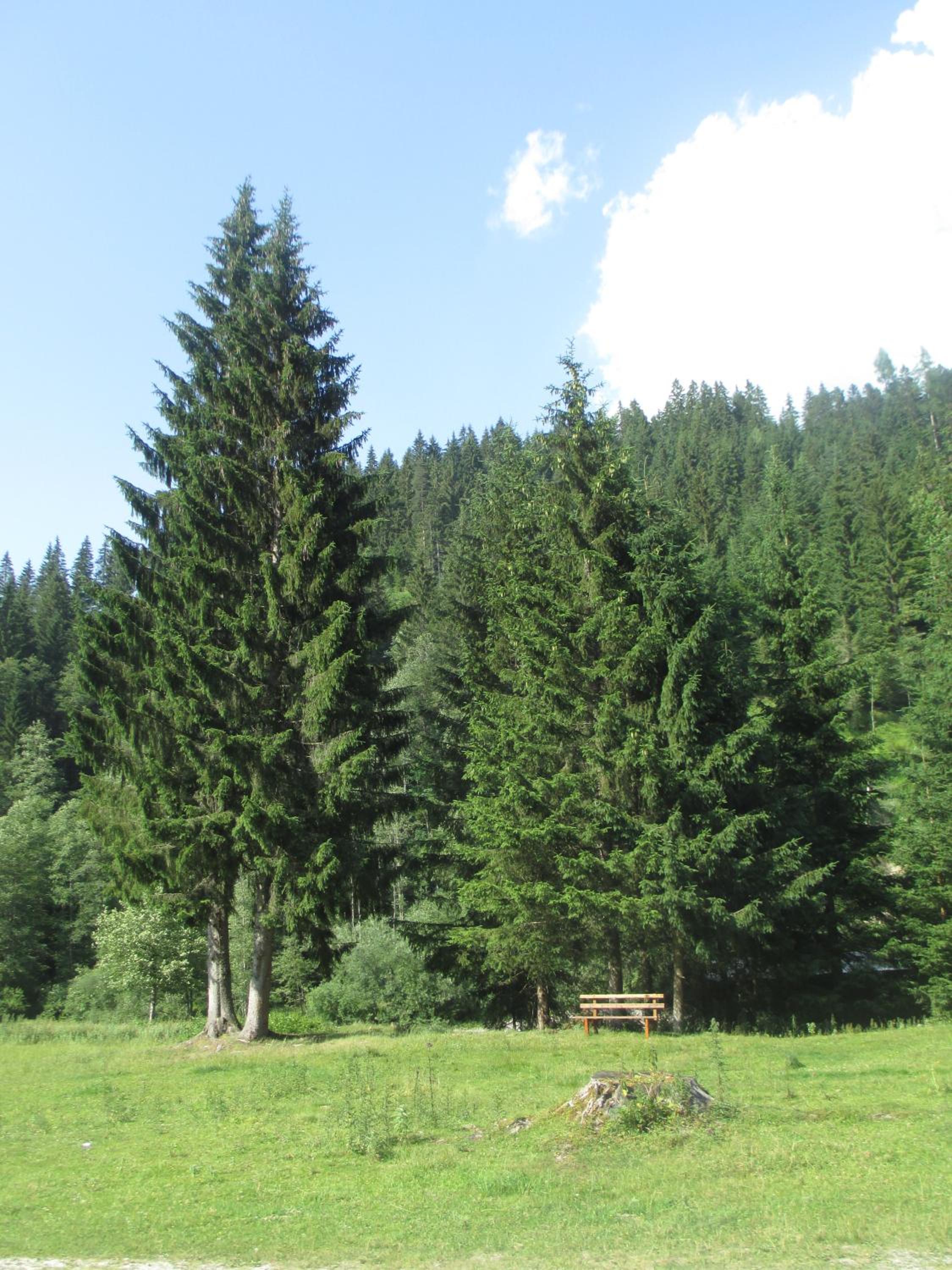 Schwarzenbacher