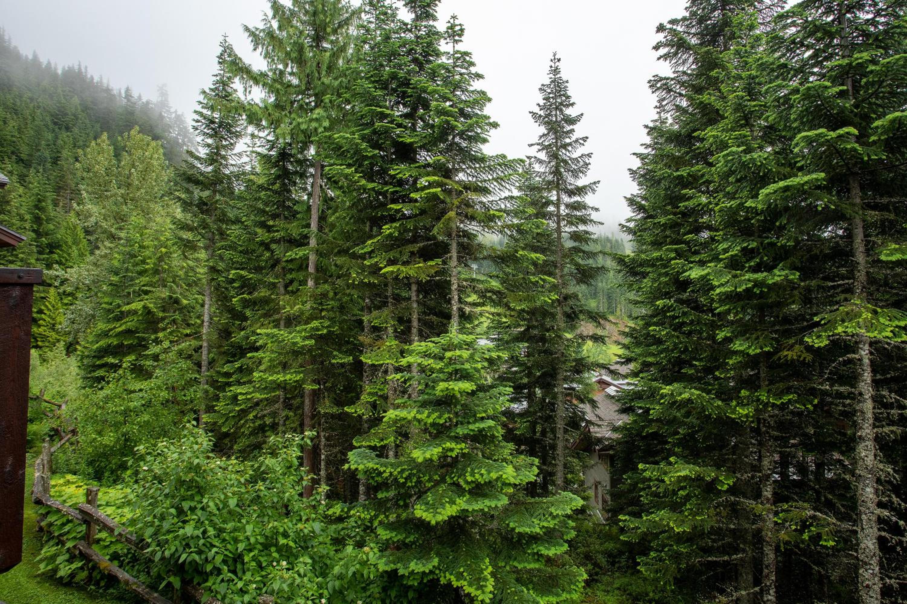 Taluswood Lookout 5 | Secluded & Bright w/ Ski Access, Hot Tub, Fireplace & Garage