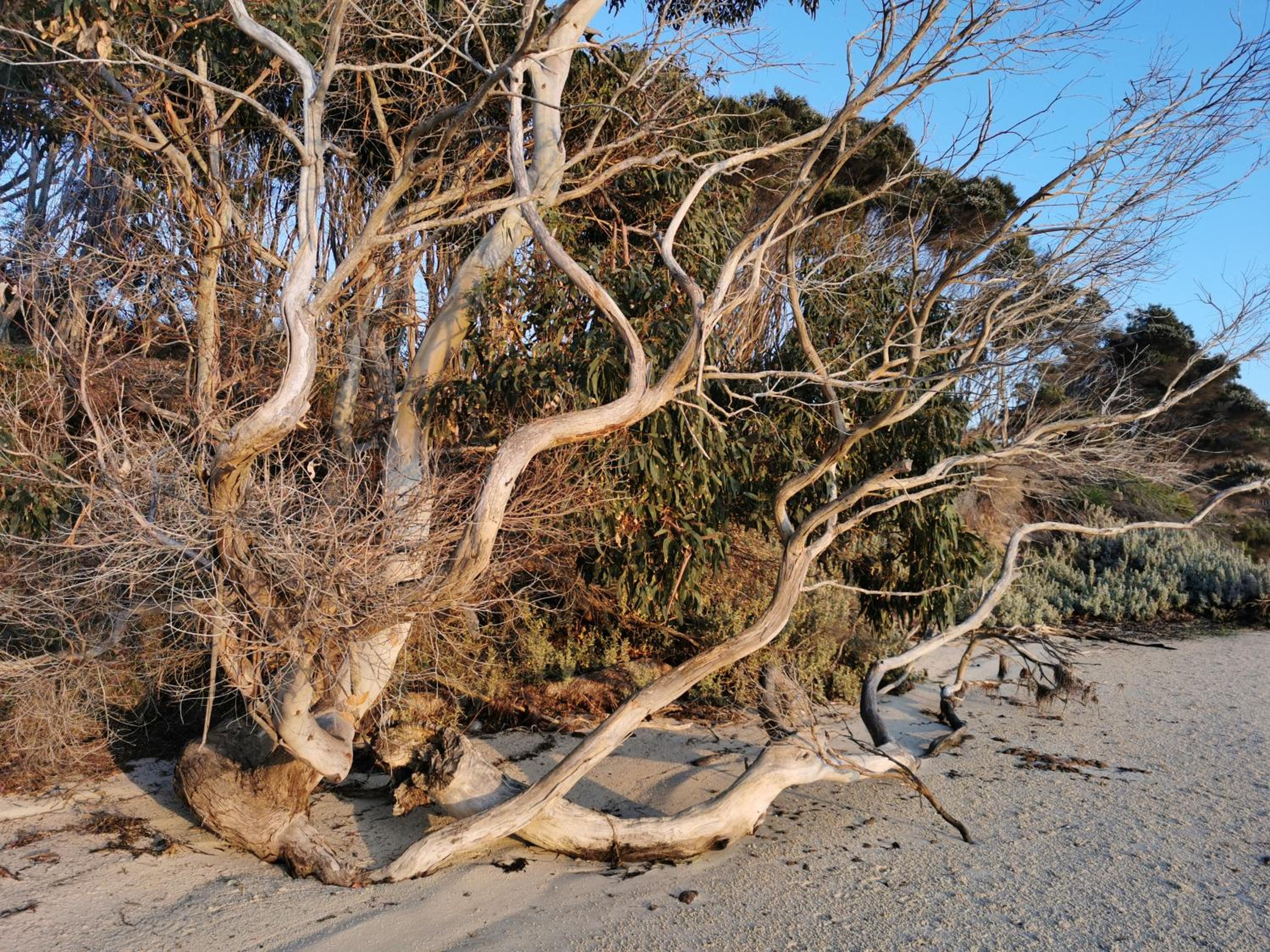 Flinders Island Masters Quarters - Lady Barron