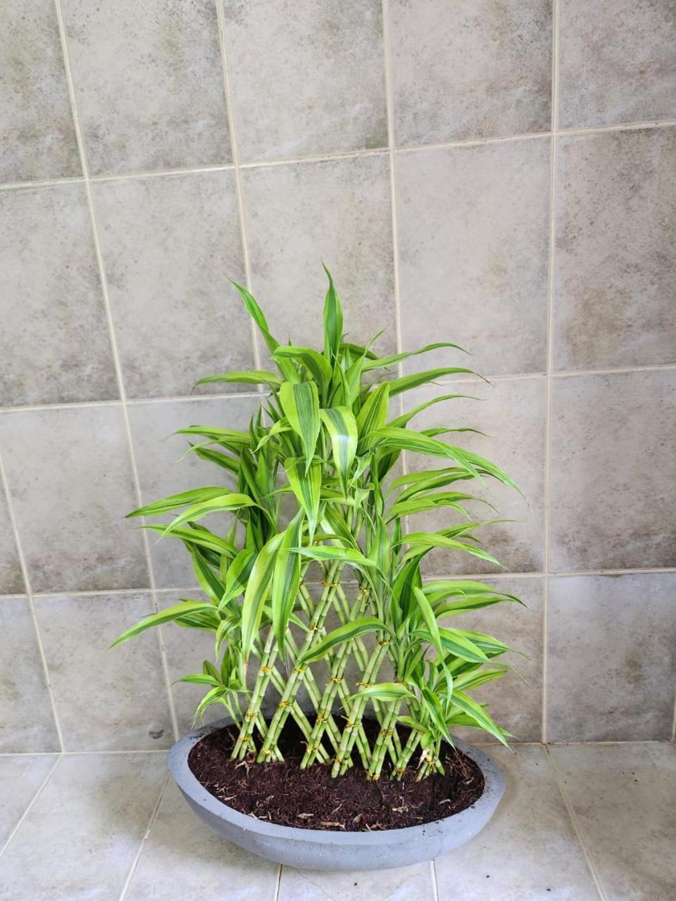 Photo 41