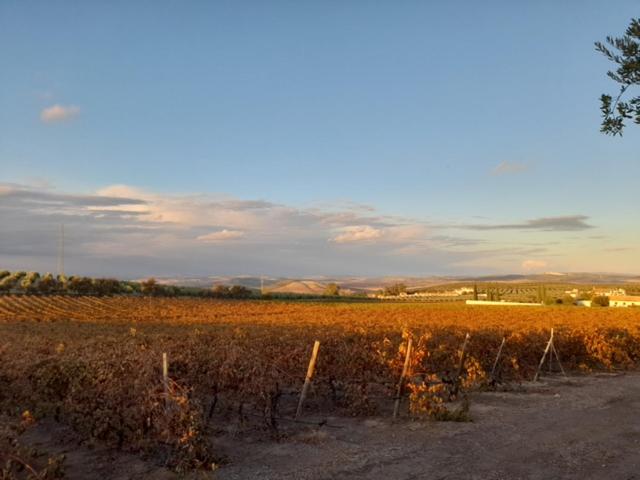La Capellania de Alvear