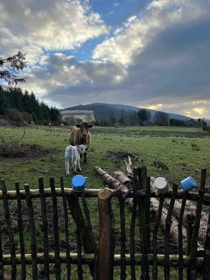 Aughavannagh Yurt Glamping