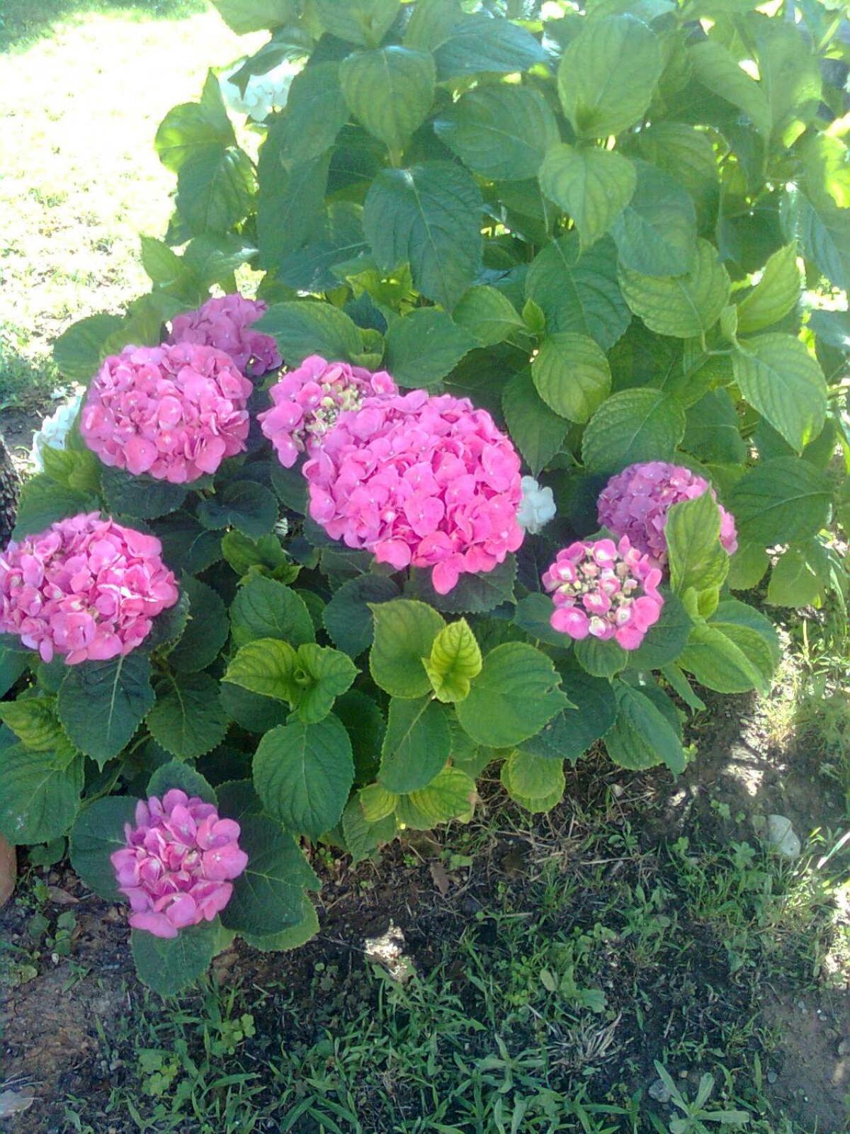 Photo 48