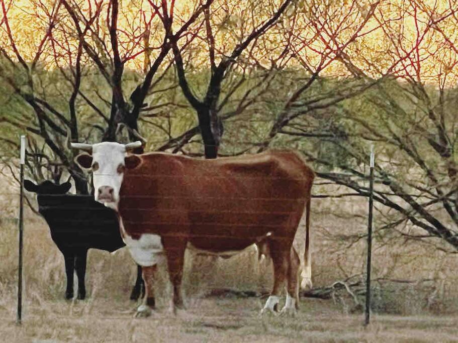 Romantic Ranch home in 100 acres