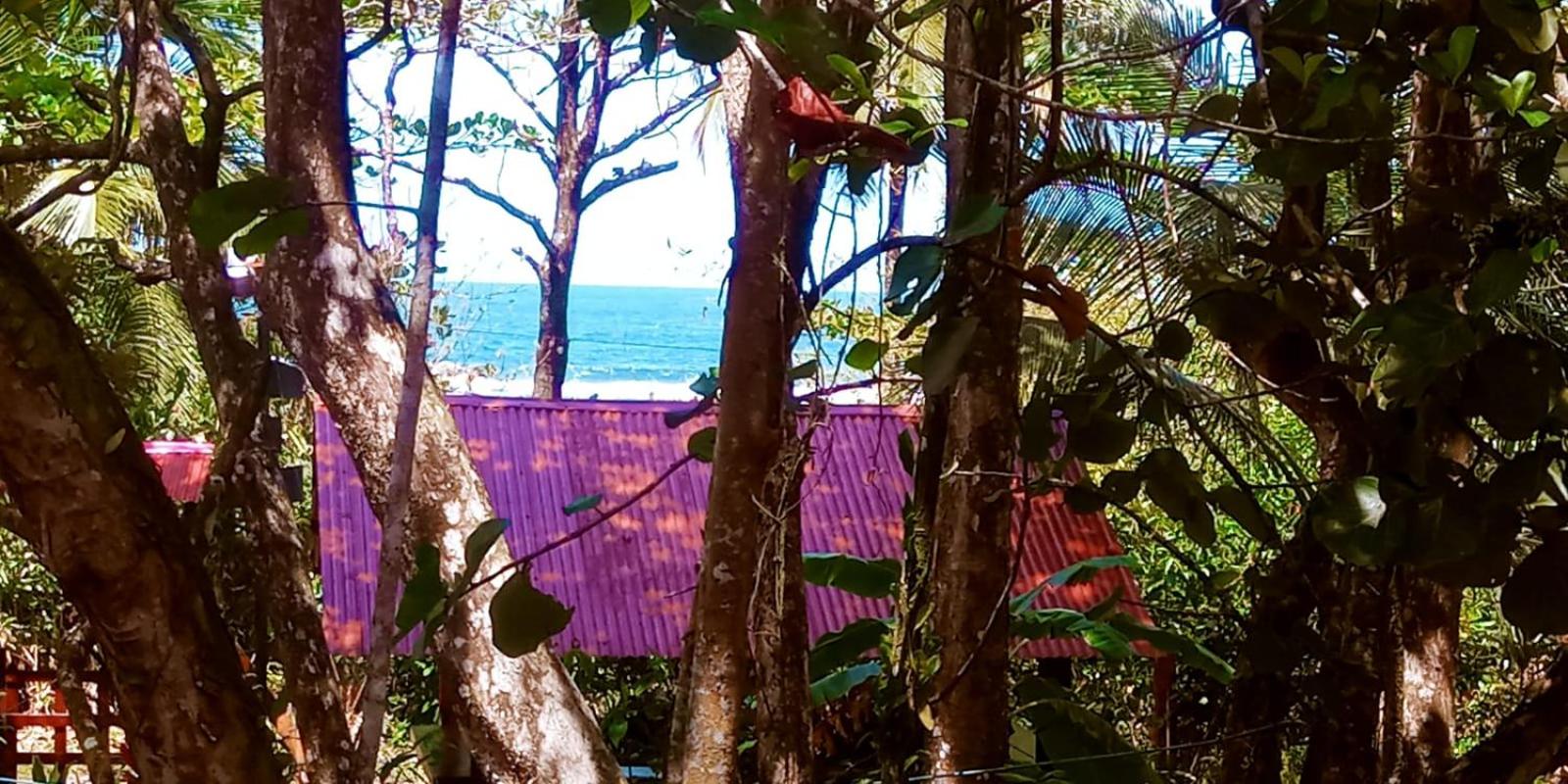 Gecko de Tortuguero