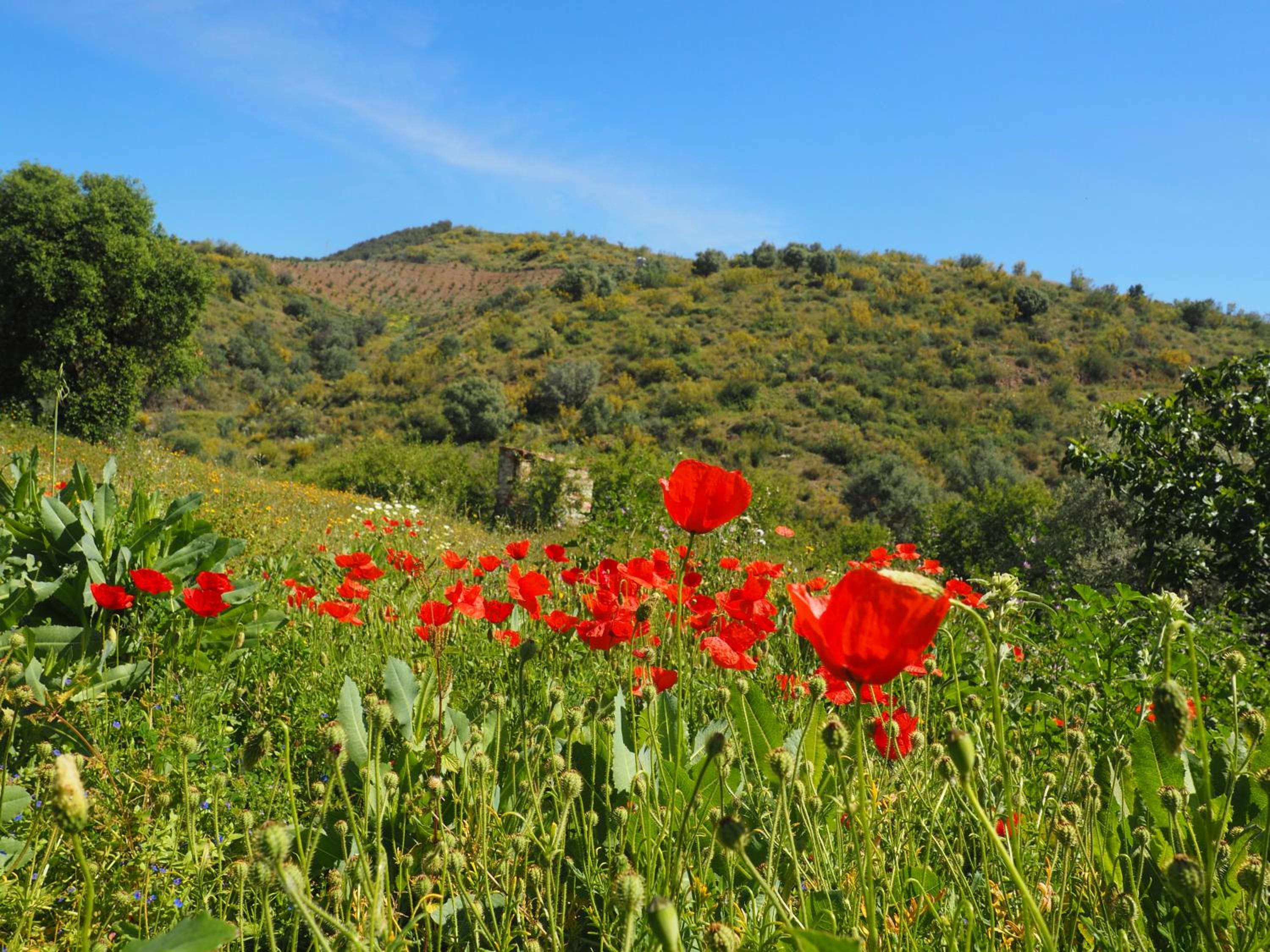 Jardin de Mucho