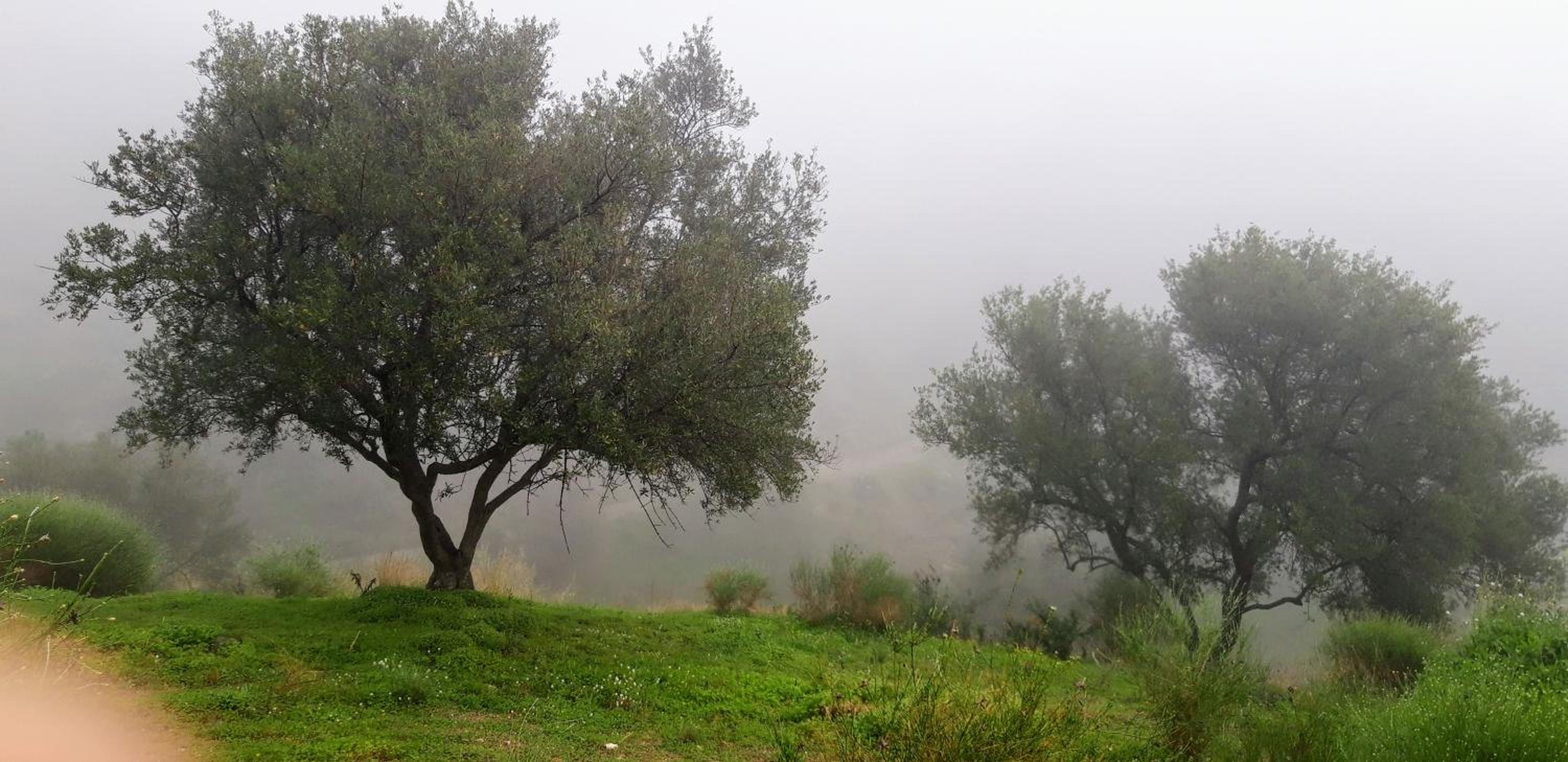 Jardin de Mucho