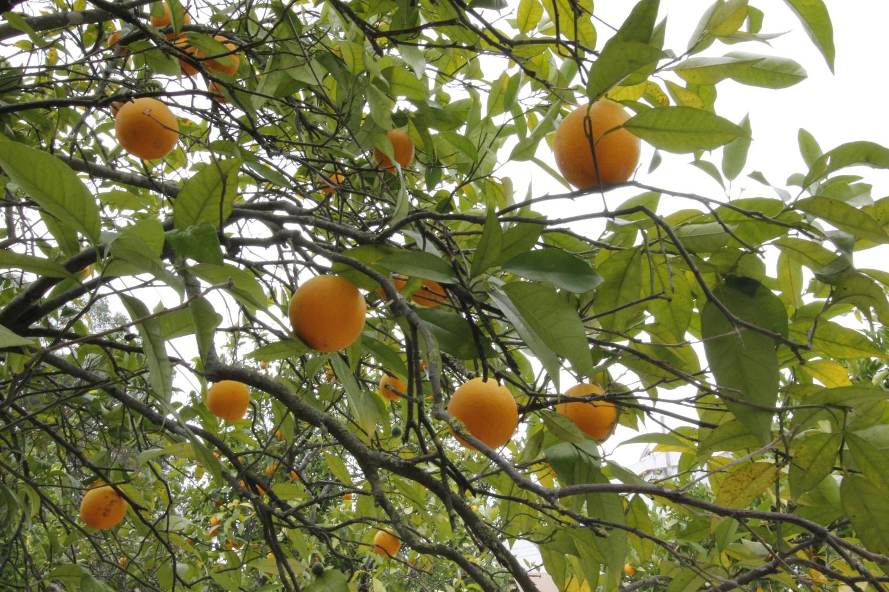 Photo 44
