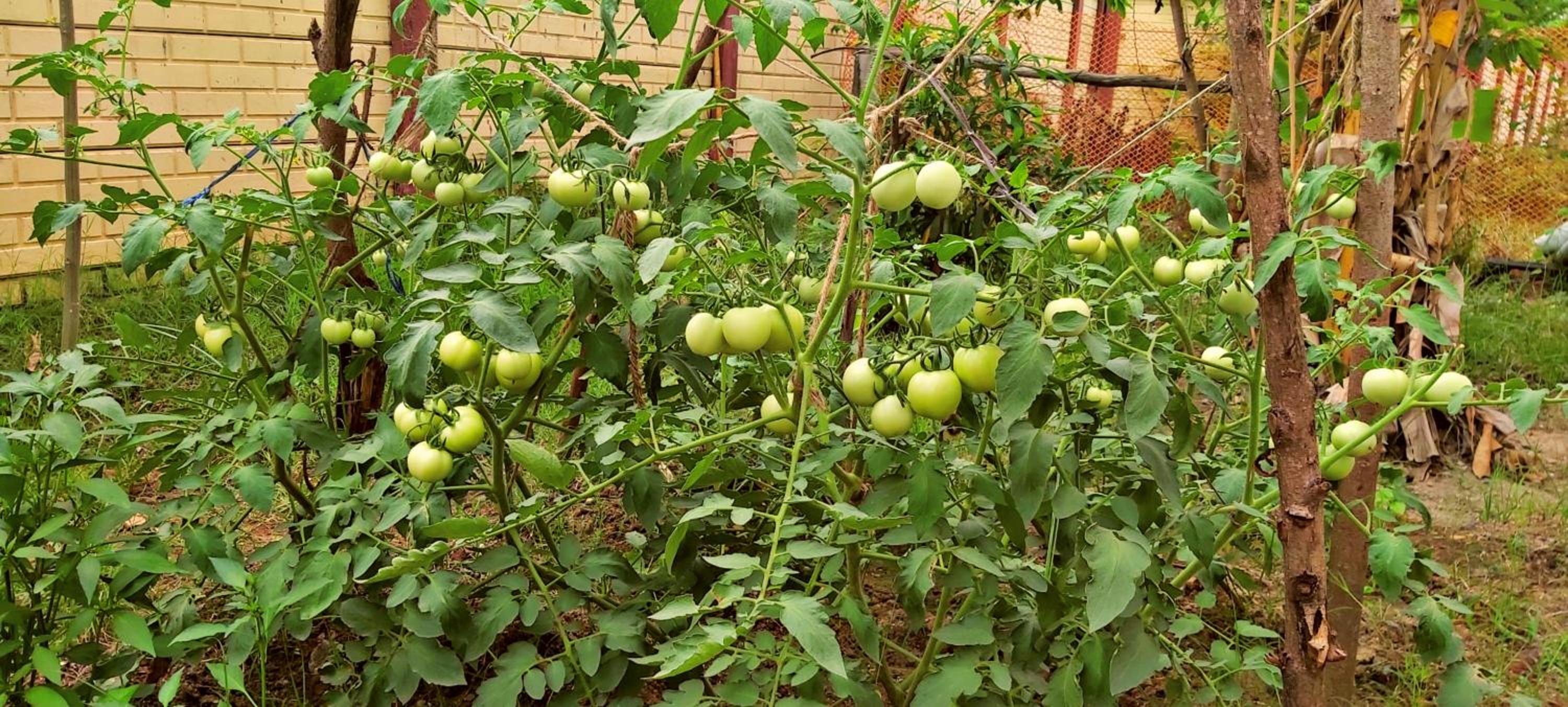 Mahalakshmi Homestay