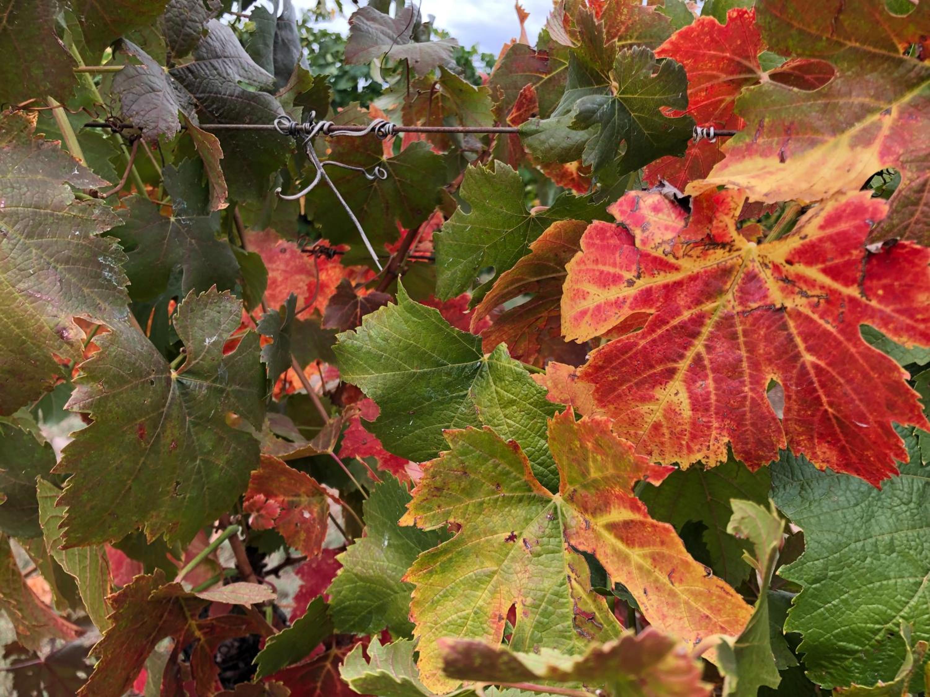 Vineyard Views Rutherglen