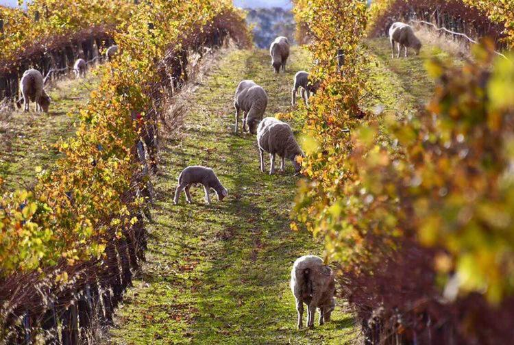 Vineyard Views Rutherglen