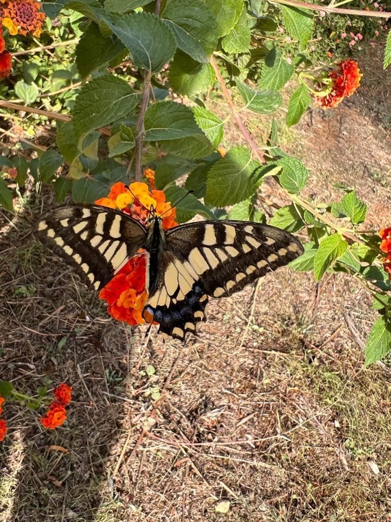 Villa Ponticelli photo 4