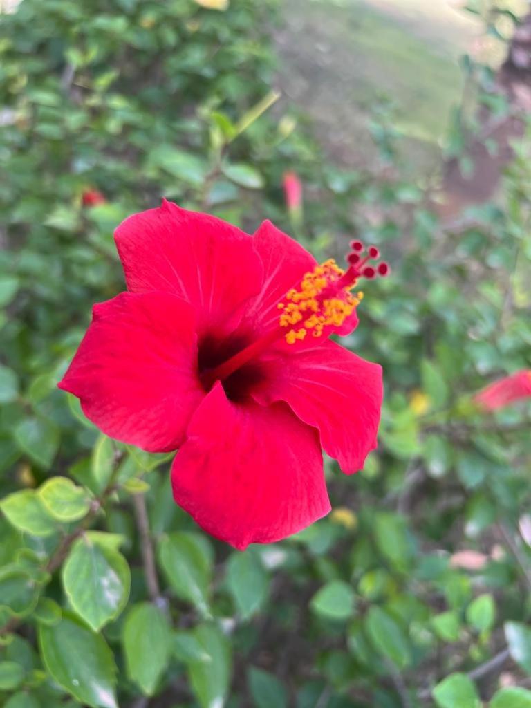 Villa Ponticelli photo 3