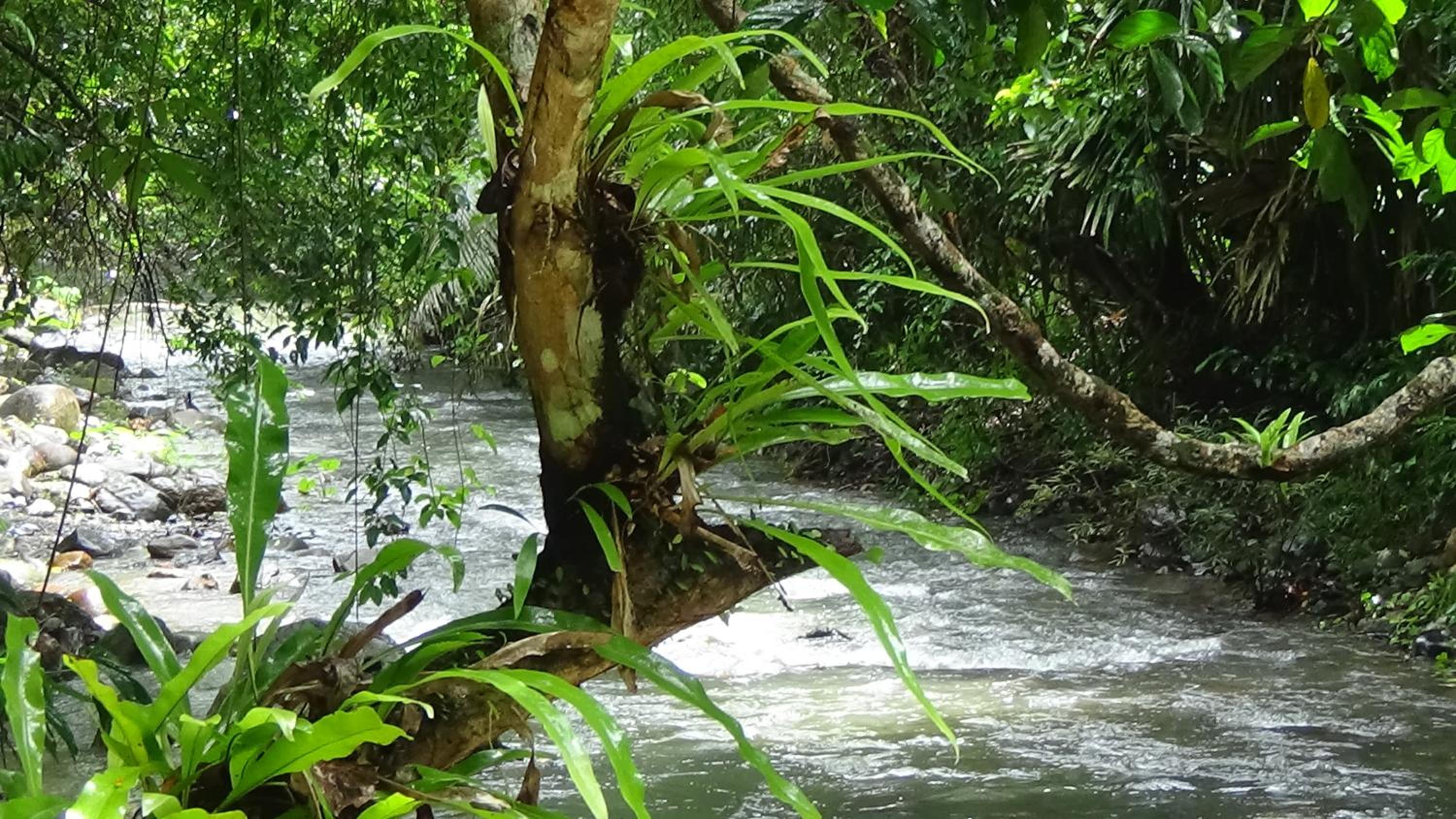 Tree Tops River Huts